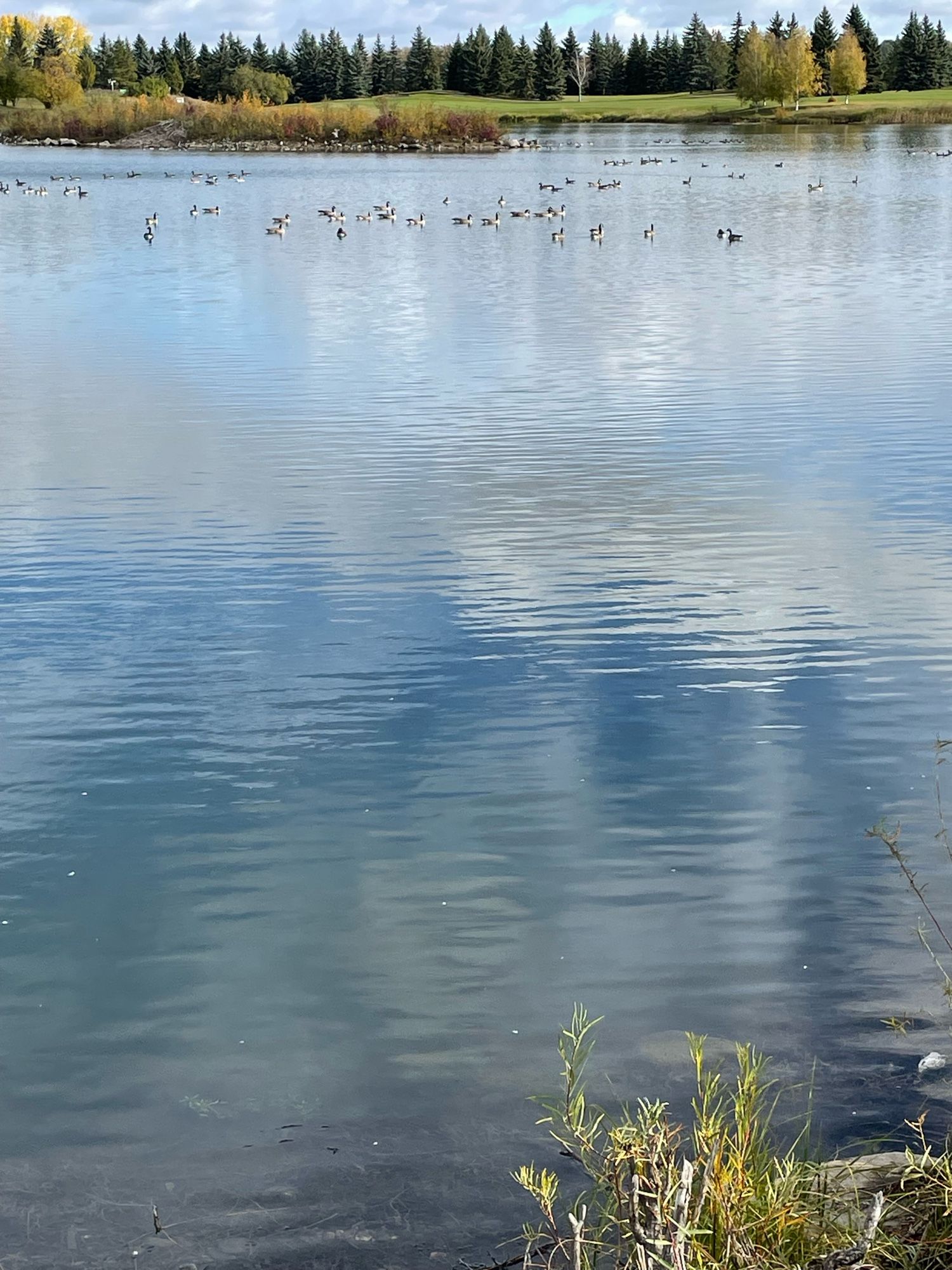 Families of geese gathered on river.