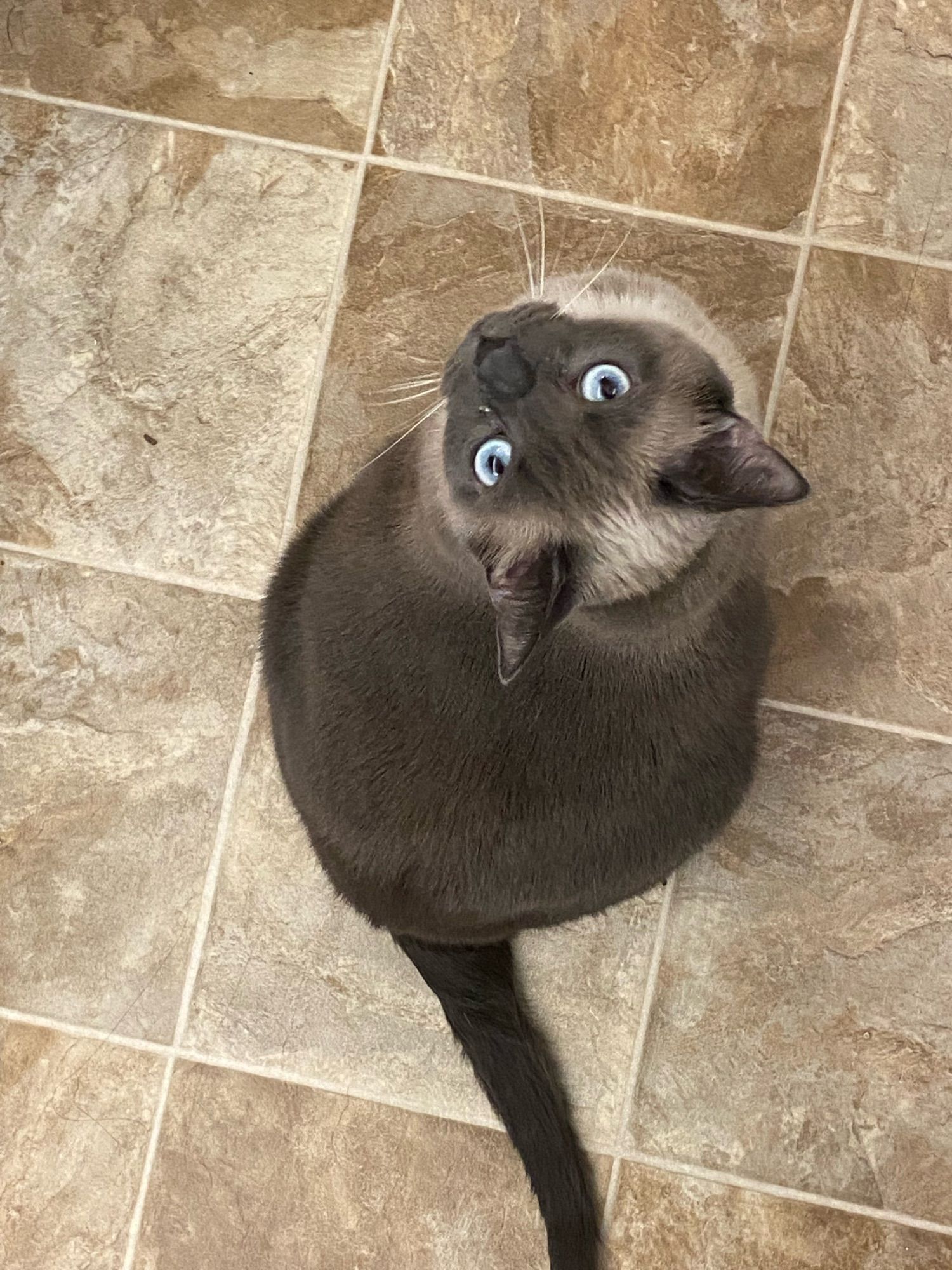 A very round grey pointed Siamese mix cat, looking upwards