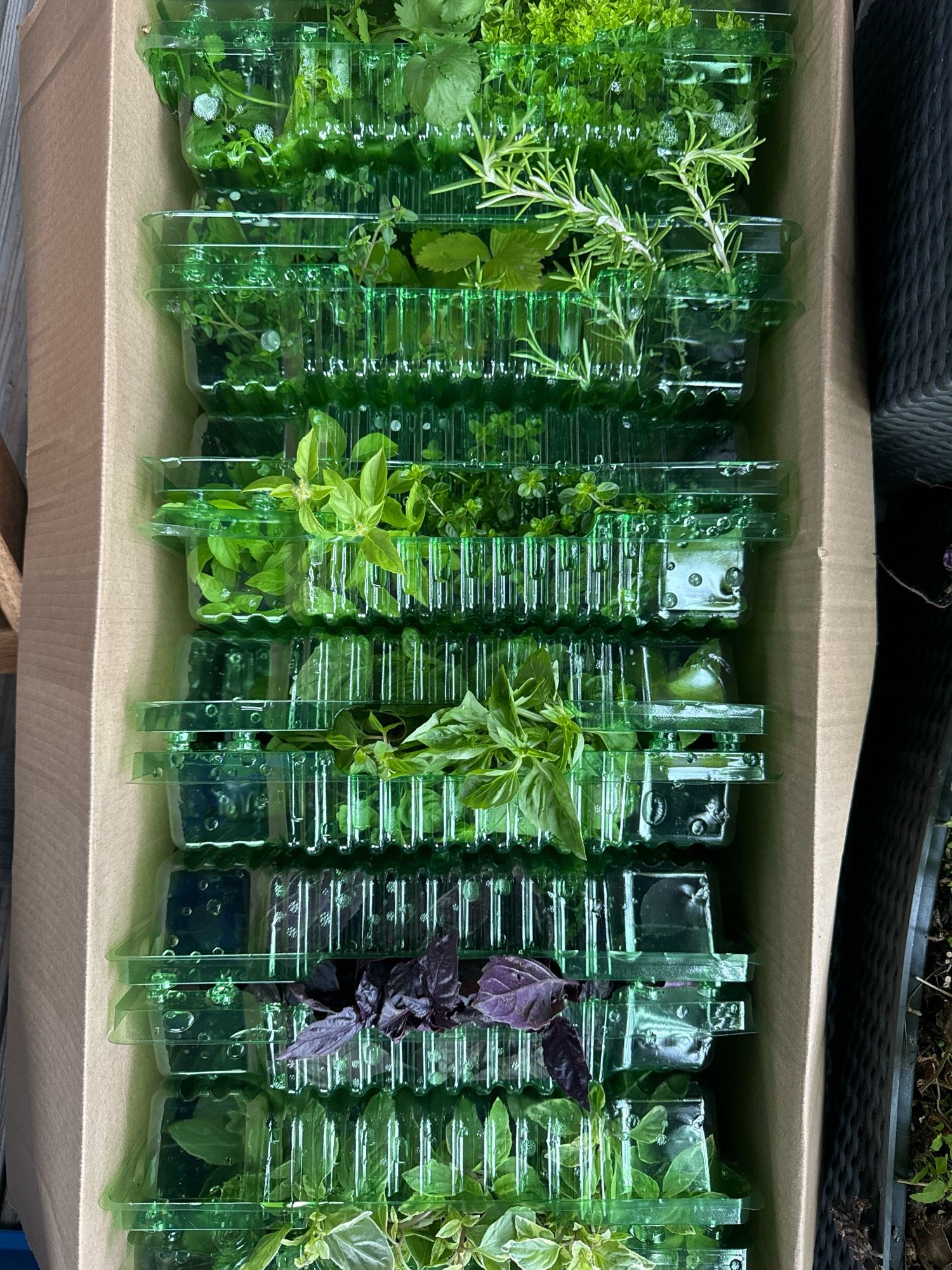 A box of fresh herbs ready to be planted out