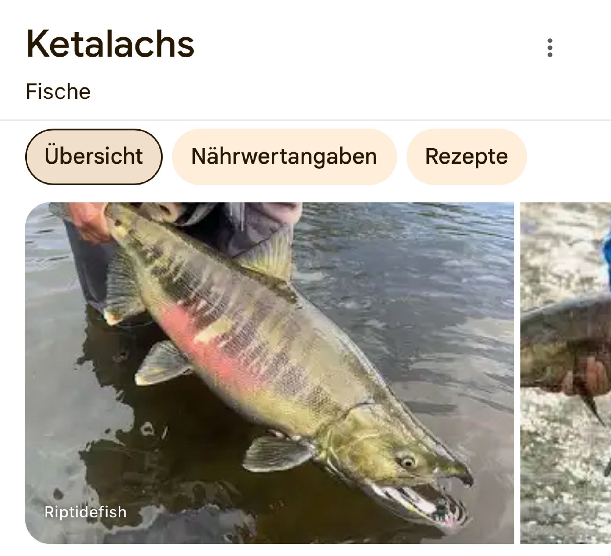 Google-Ergebnis für "Ketalachs"