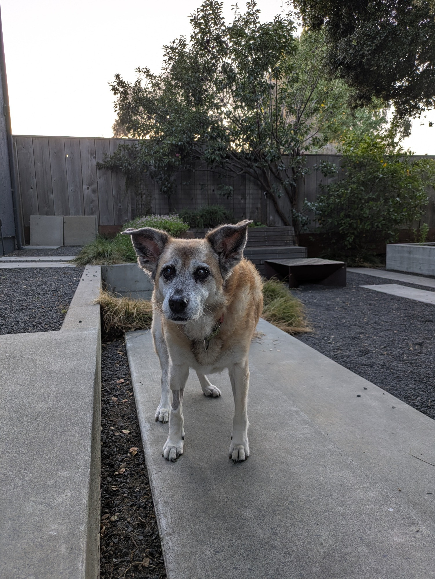 A beautiful and wise elder dog, a blonde shepherd mix of medium size, stands in a very recently tidied backyard and looks at the camera.