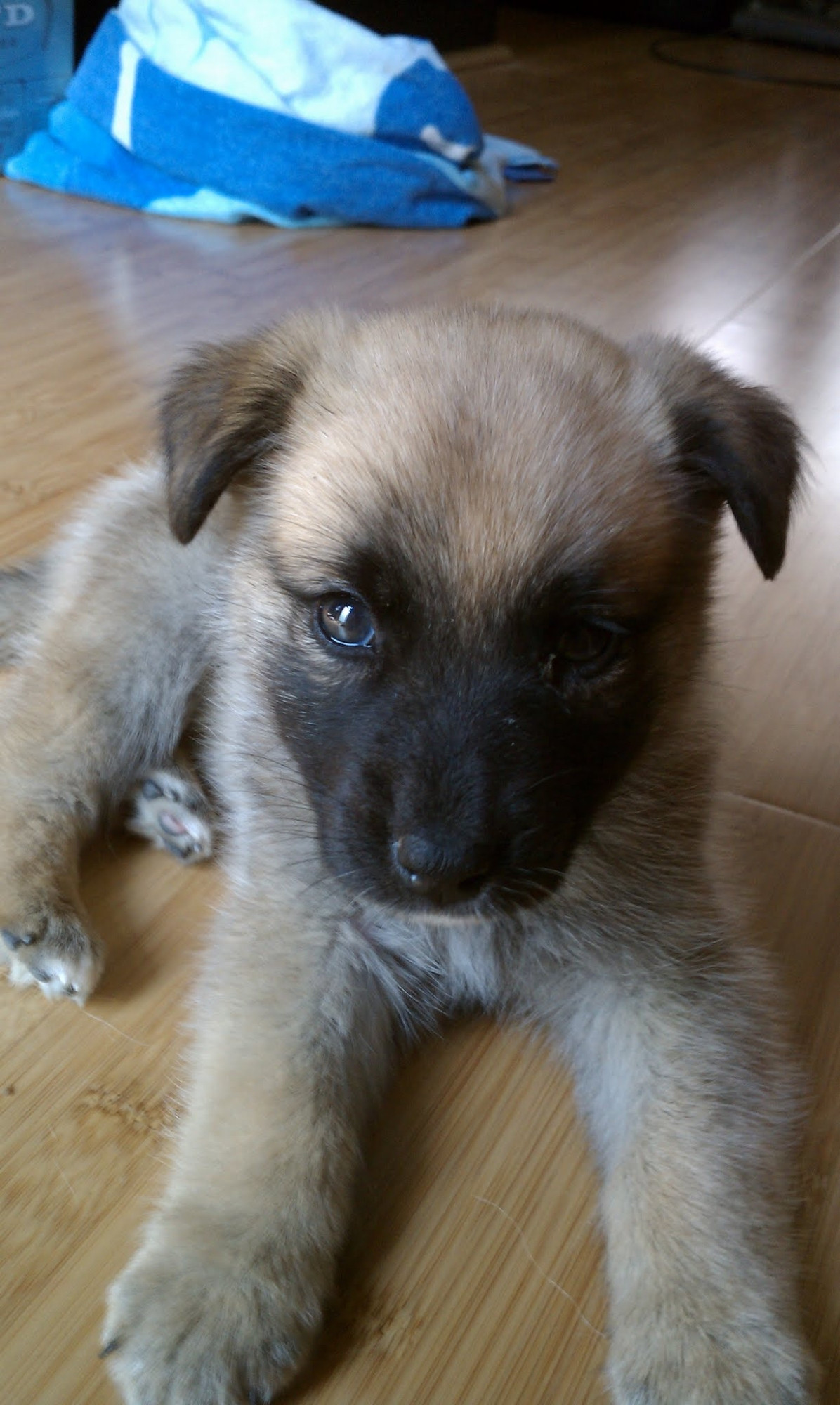 The same brilliant and charming dog, as a tiny puppy.