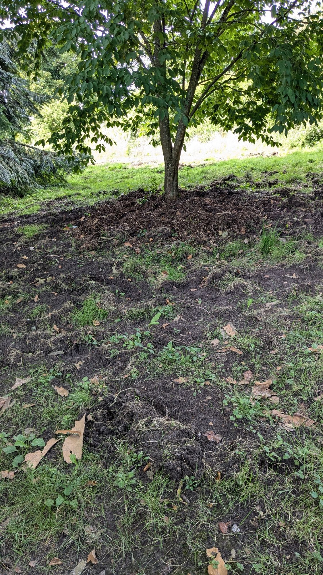 Terre retournée au pied d'un arbre