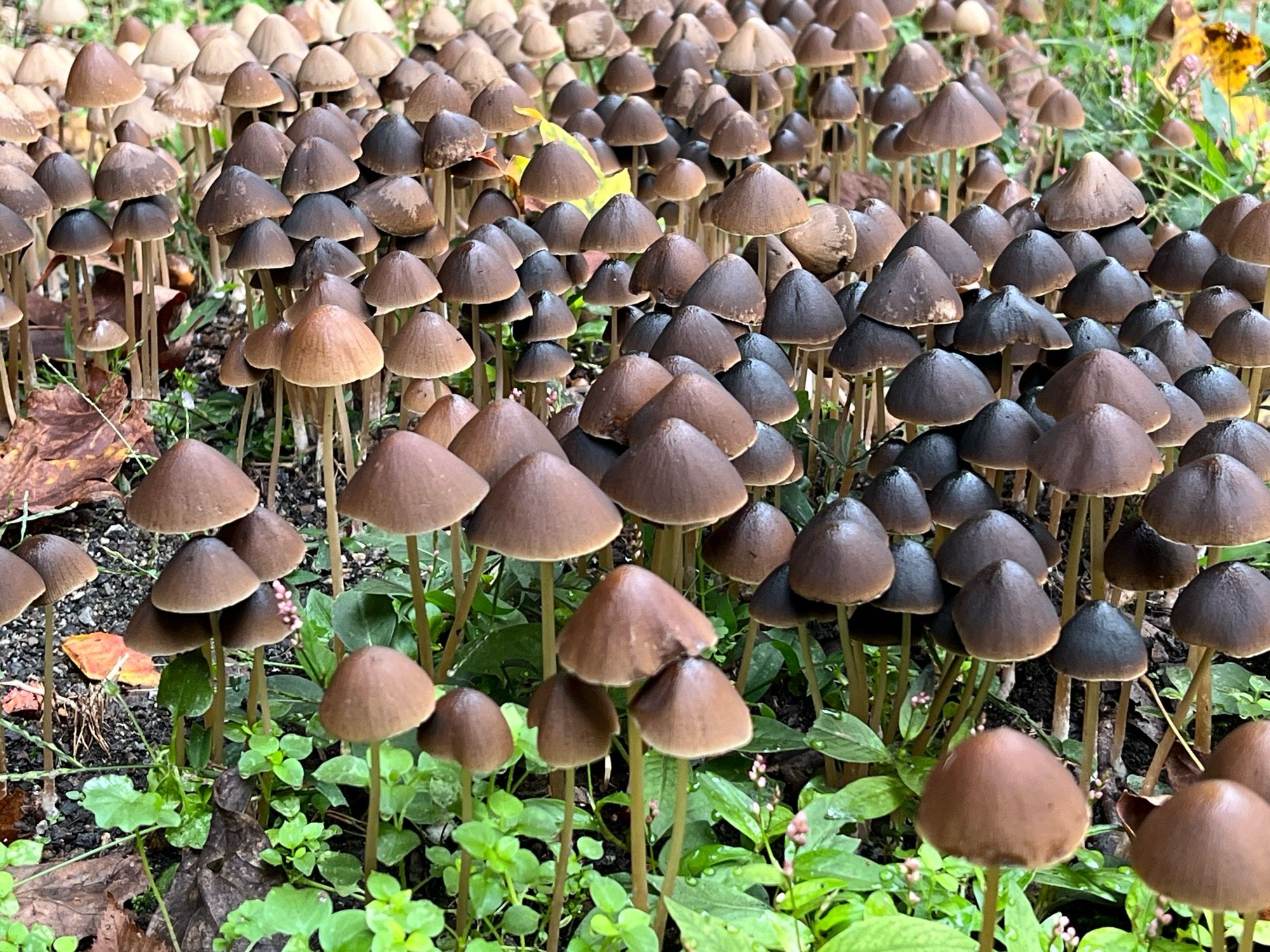 Many dozens of brittlestem mushrooms, fading in color from very dark brown on the right of the frame to very light brown in the background to the left.