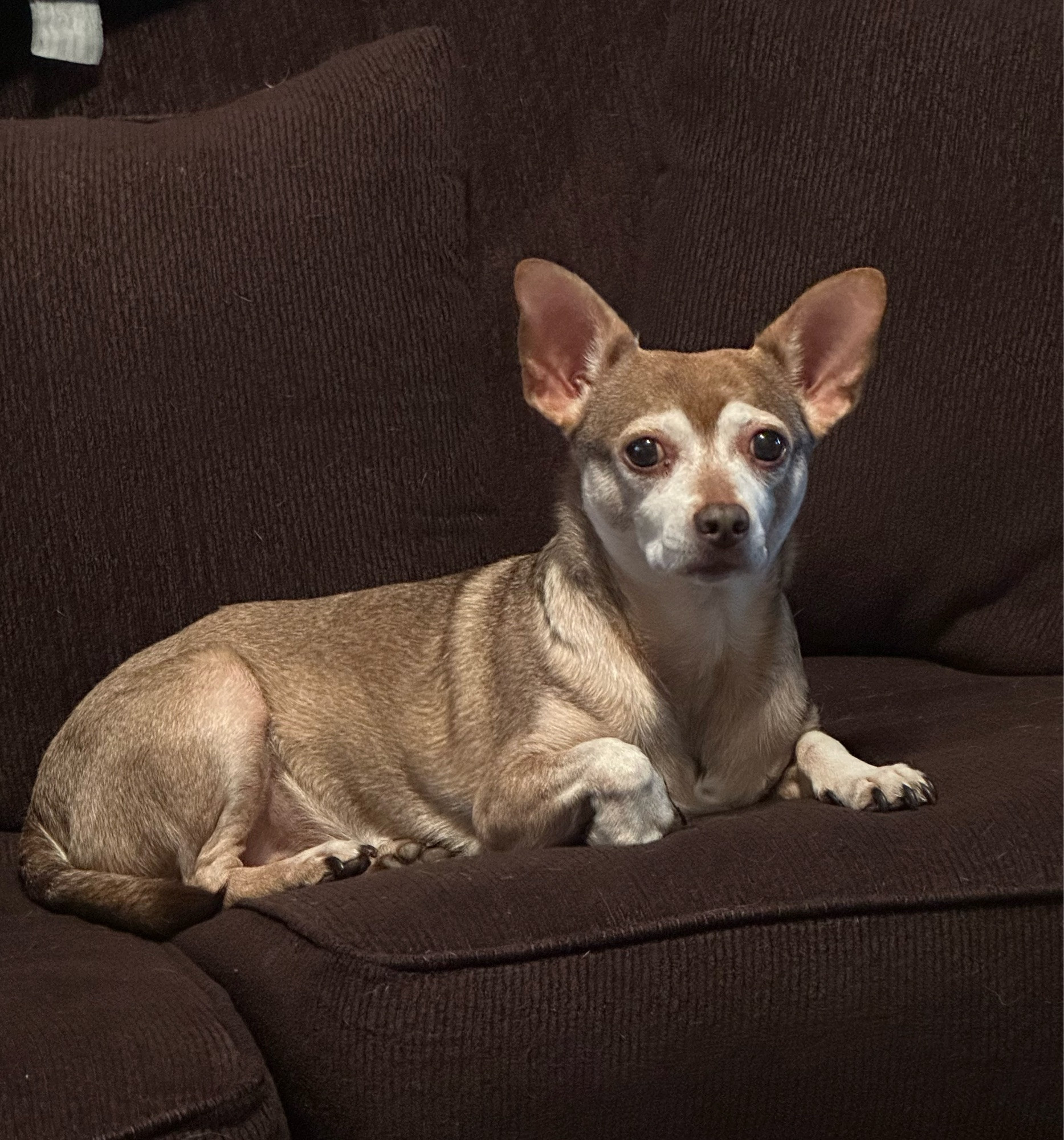 A brown chihuahua mix laying on a dark brown sofa with one paw curled.