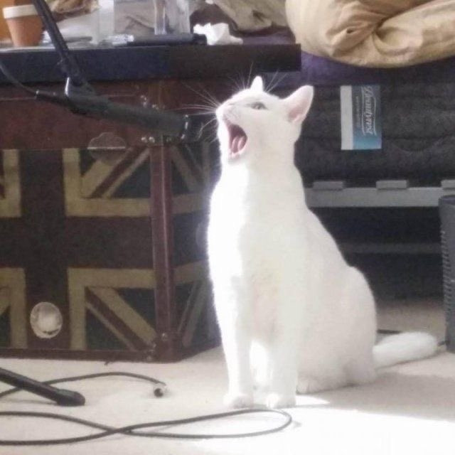 a white cat sitting in front of a mic with his mouth wide open looking like he is screaming/singing