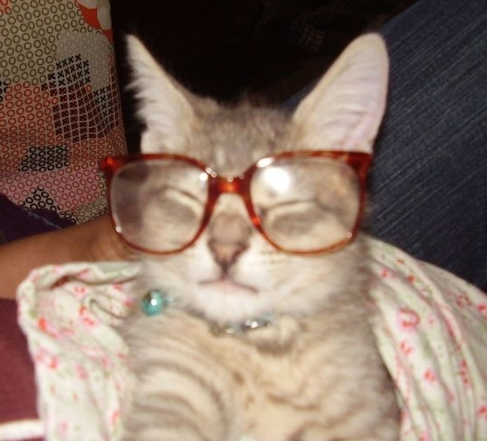 a tabby kitten wearing glasses with its eyes closed. It looks like it took a selfie.