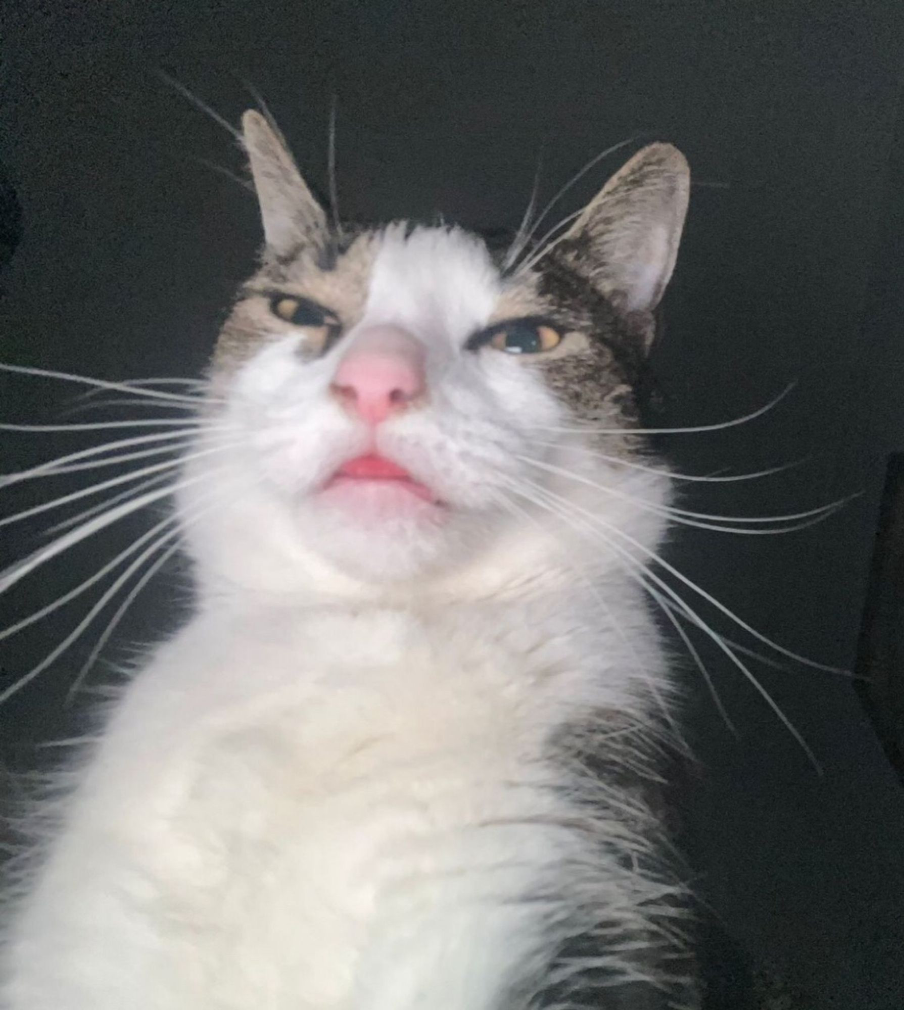 a gray and white cat looking like it took a selfie from a low angle. he has a funny face.