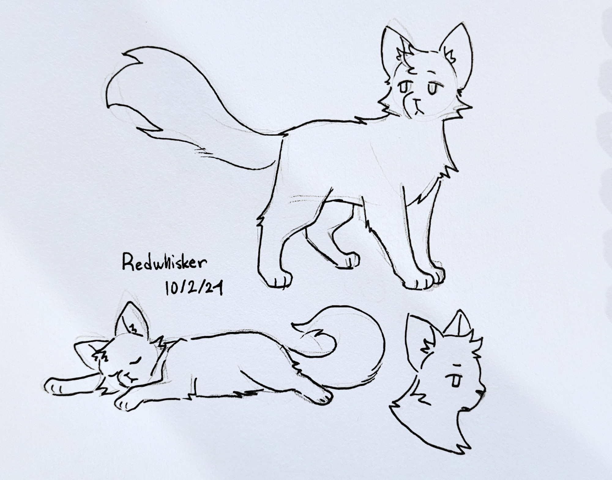 warrior cats oc named red-whisker. there are 3 drawings. one fullbody where he stands alert, one fullbody where he's sleeping, and a headshot. the date is captioned as october 2nd 2024