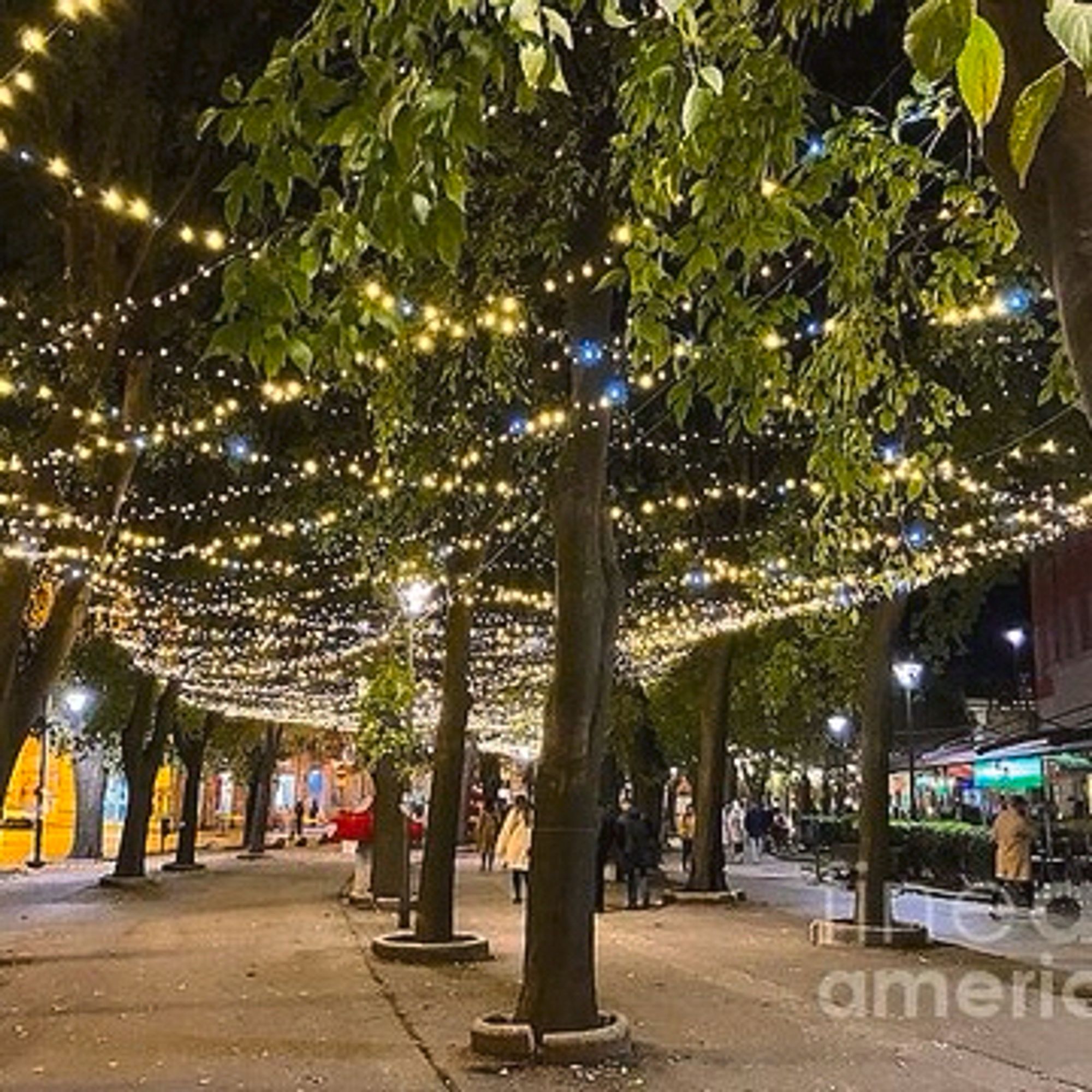 A walk lane with trees and fairy tale lights hanging between the trees.