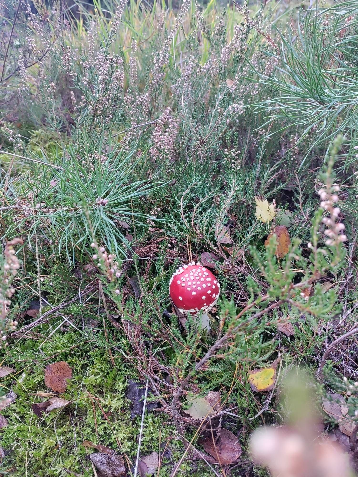 Ein wunderschöner Fliegenpilz