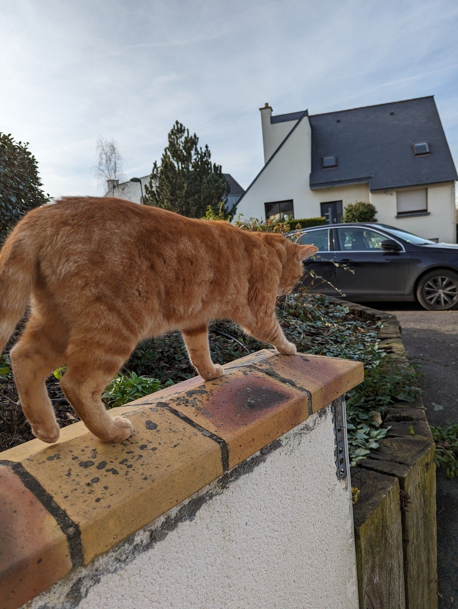 Kazh le chat roux, dehors de chez moi