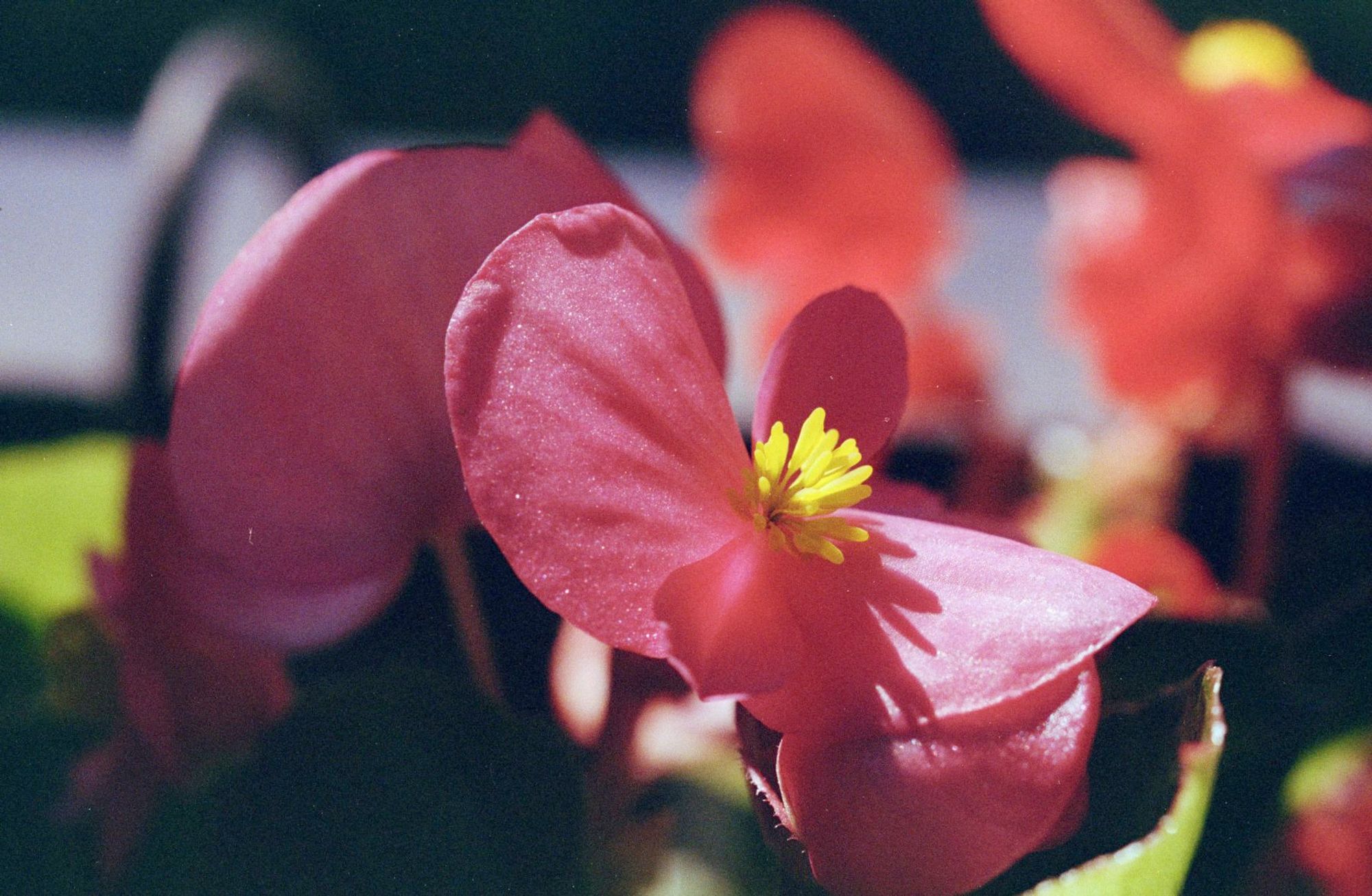 A close up of a red flower