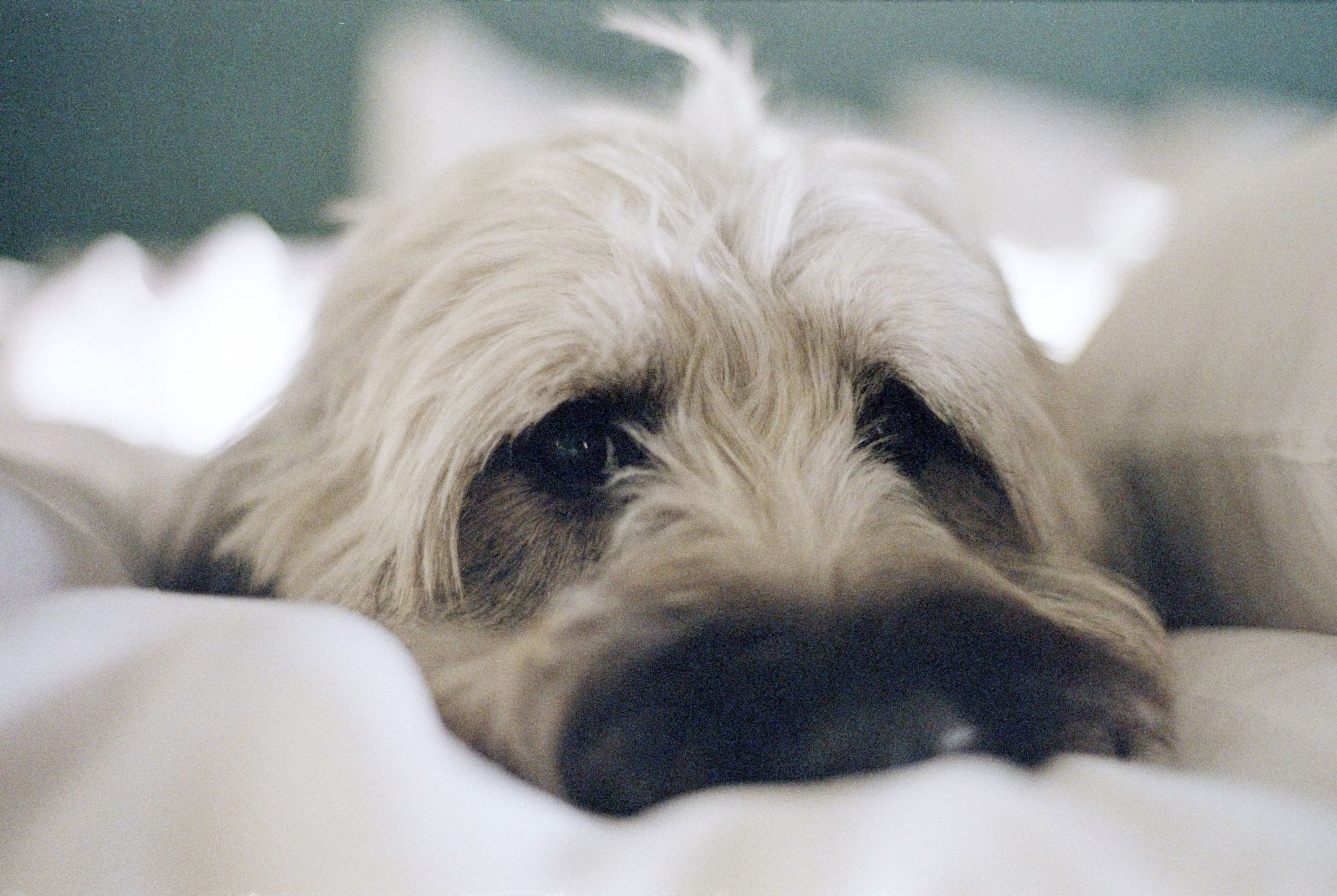 A close up of a furry dog lying on a hotel bed