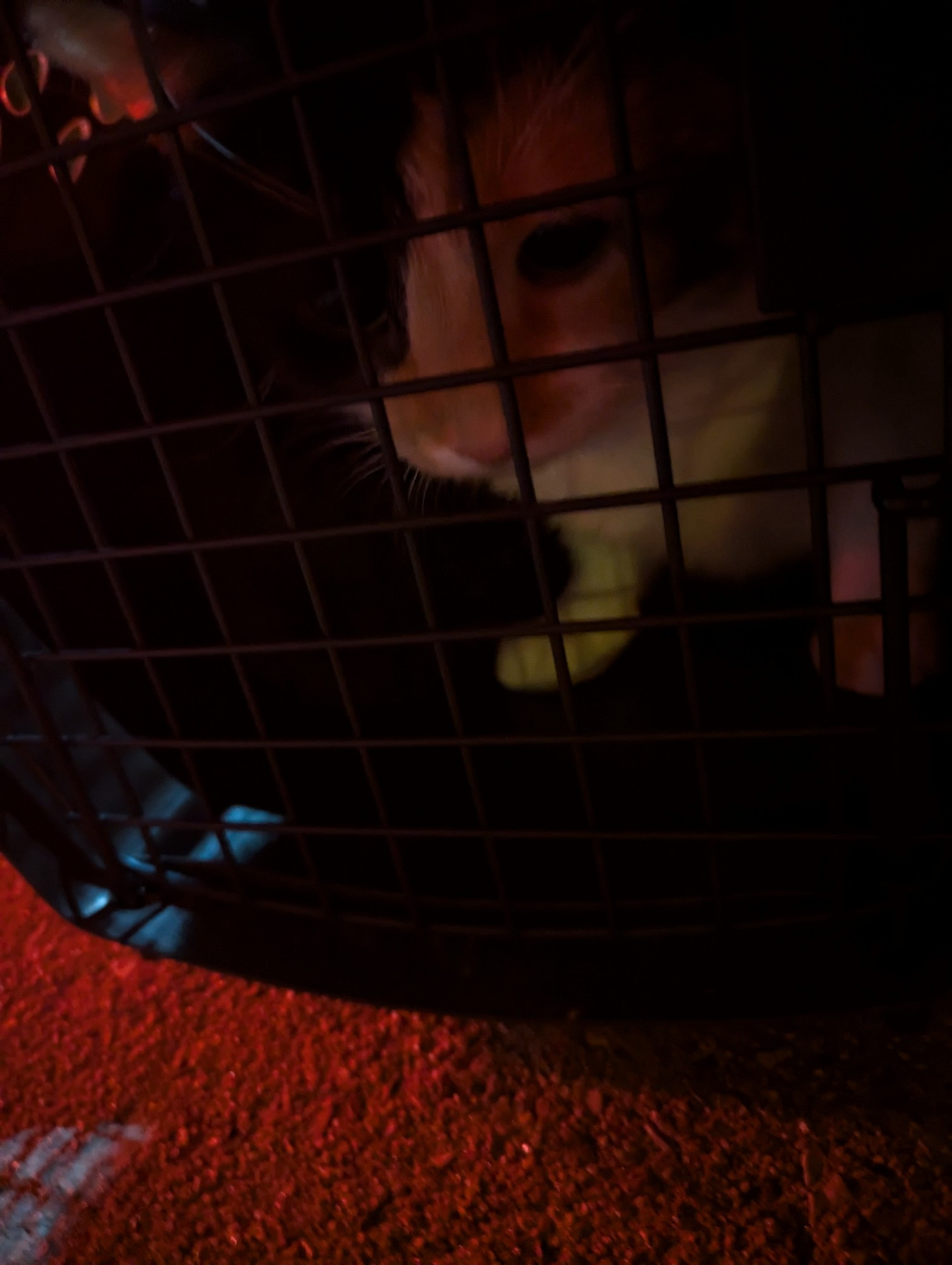 A calico cat in a crate with red emergency lights on her.