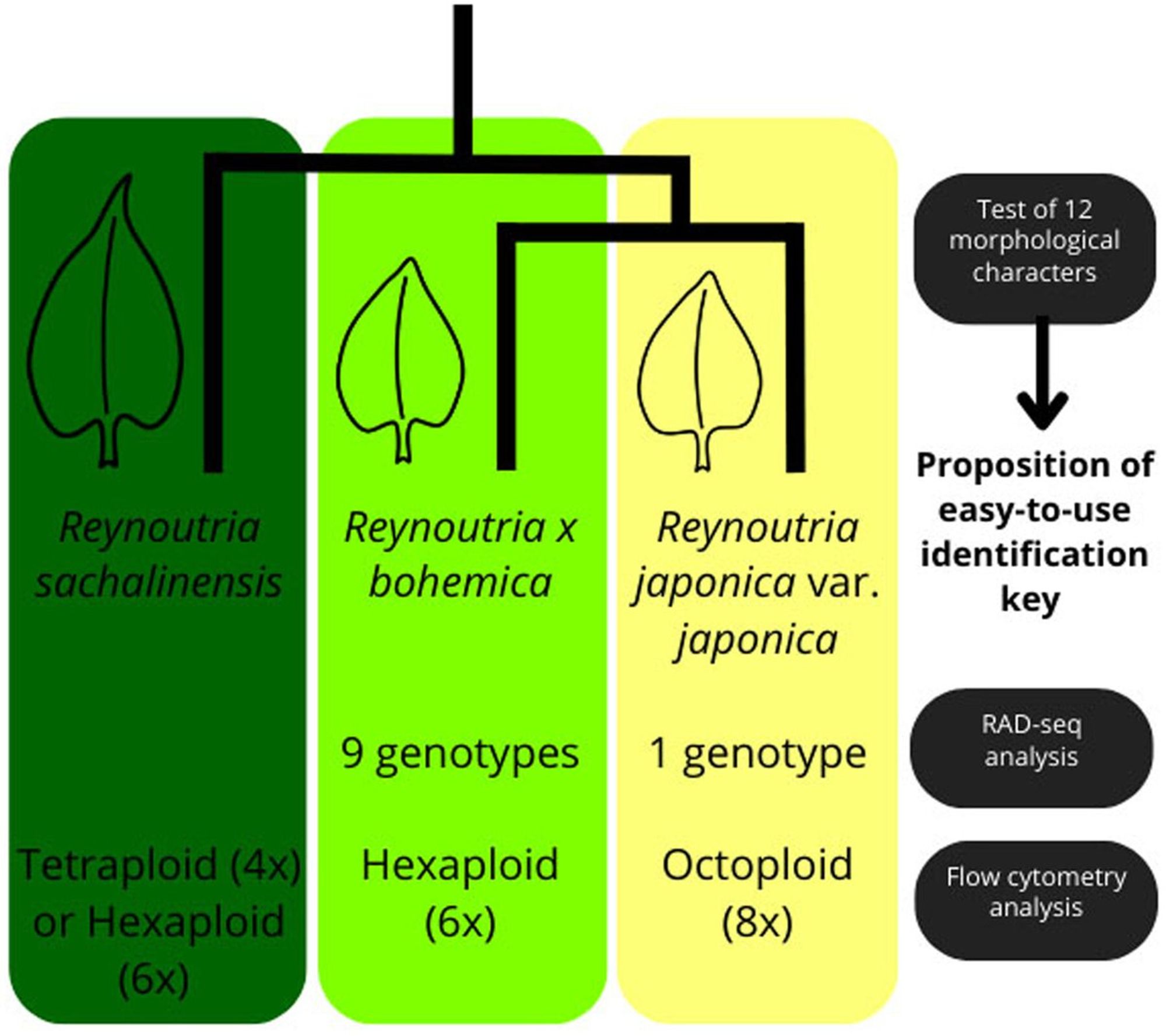 Jugieau et al. resolve the identity of invasive populations of knotweed in northeastern France, using 4582 single-nucleotide polymorphisms from a RADseq analysis, DNA contents estimated by flow cytometry, and 12 vegetative morphometric variables.