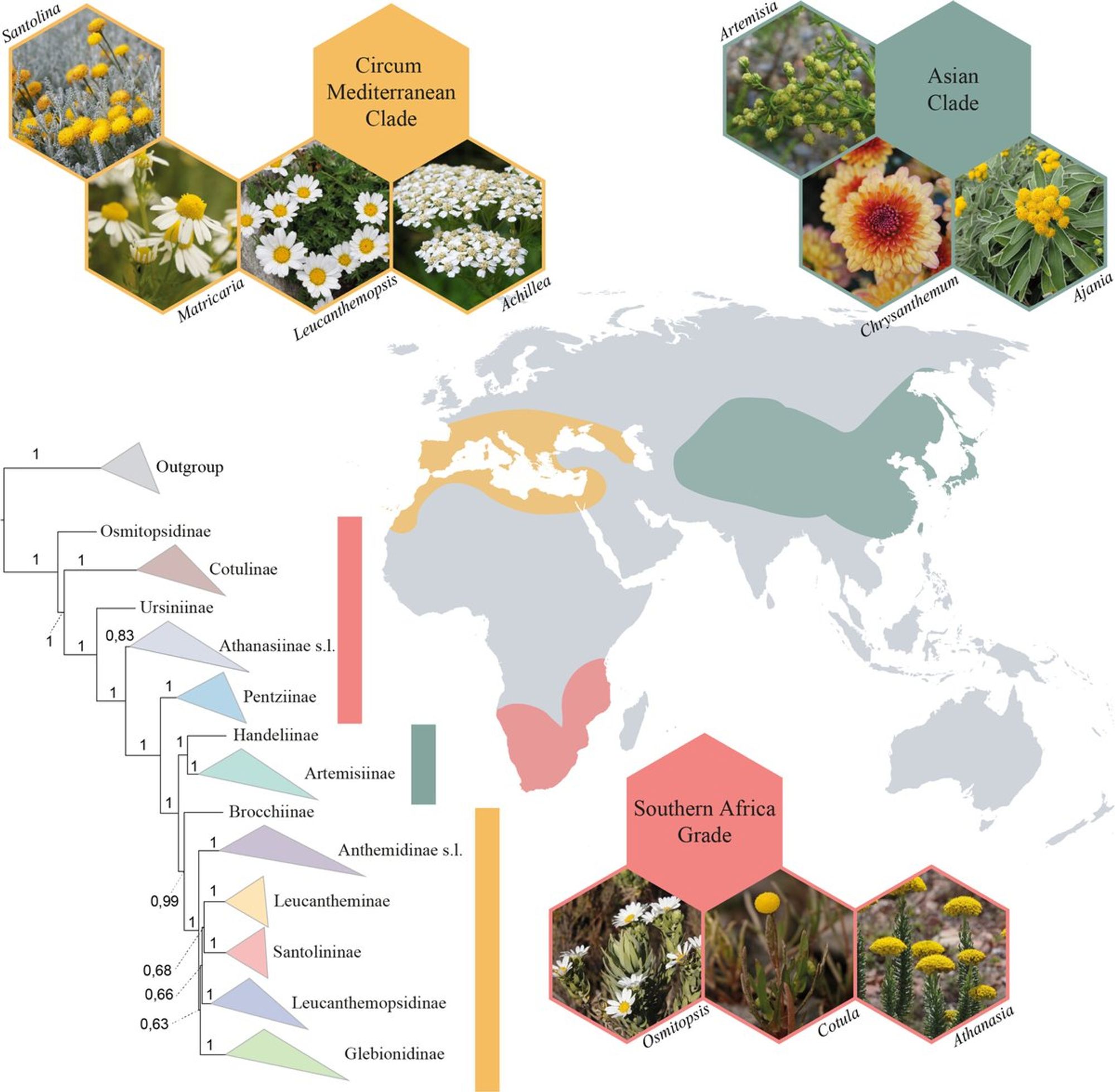 Phylogenomic and biogeographic data provide insights into the biogeographic patterns within the Anthemideae tribe by identifying three main groups: the Southern African Grade, the Asian Clade, and the circum-Mediterranean Clade.