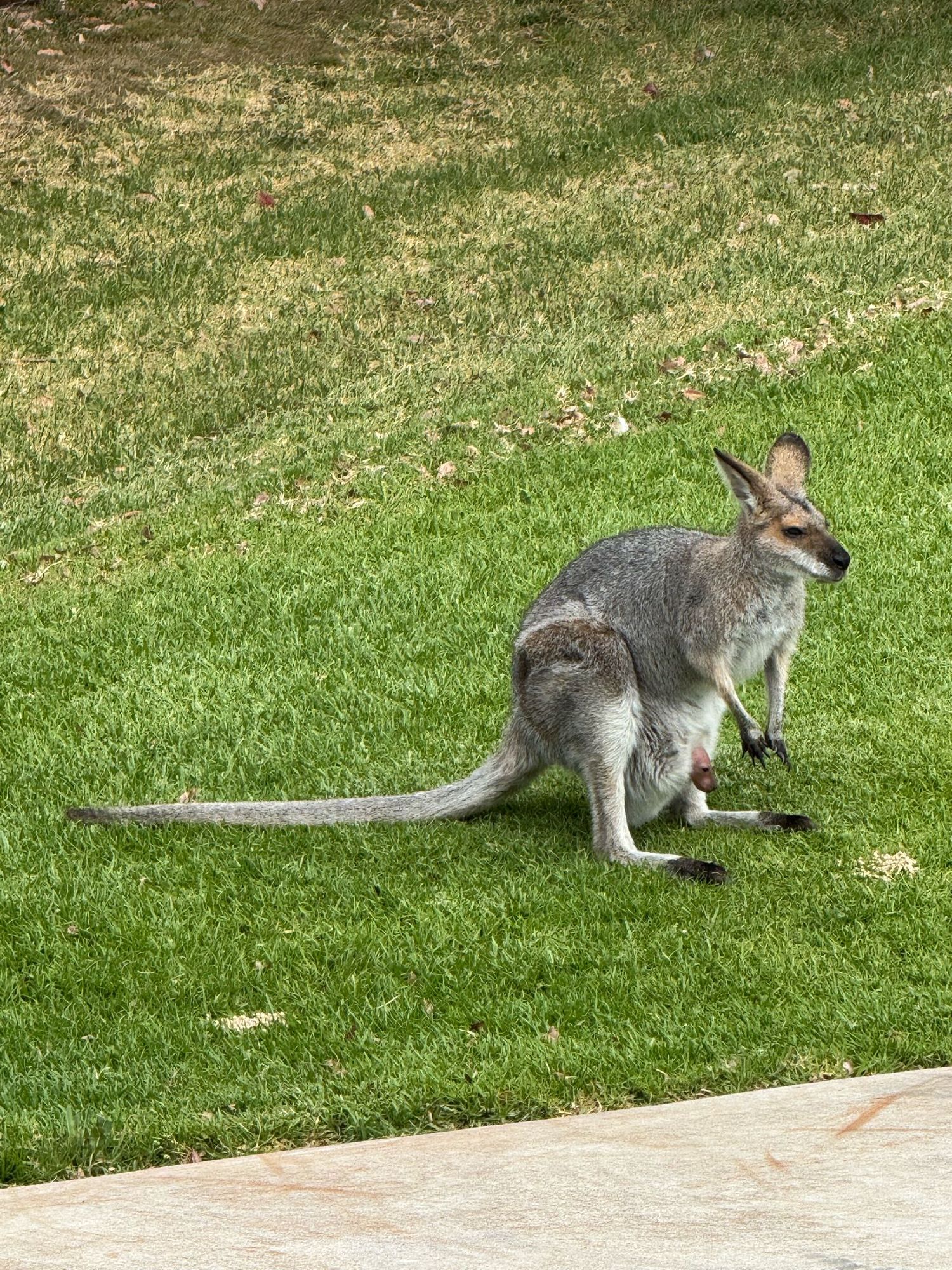 A female wallaby sits on grass. The pink nose of her joey can just be seen poking out of the pouch.