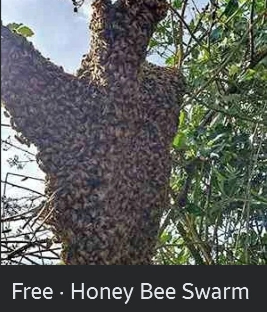 Screenshot of Facebook Marketplace listing showing a photograph of a swarm of bees on a tree with the caption, "Free • Honey Bee Swarm".