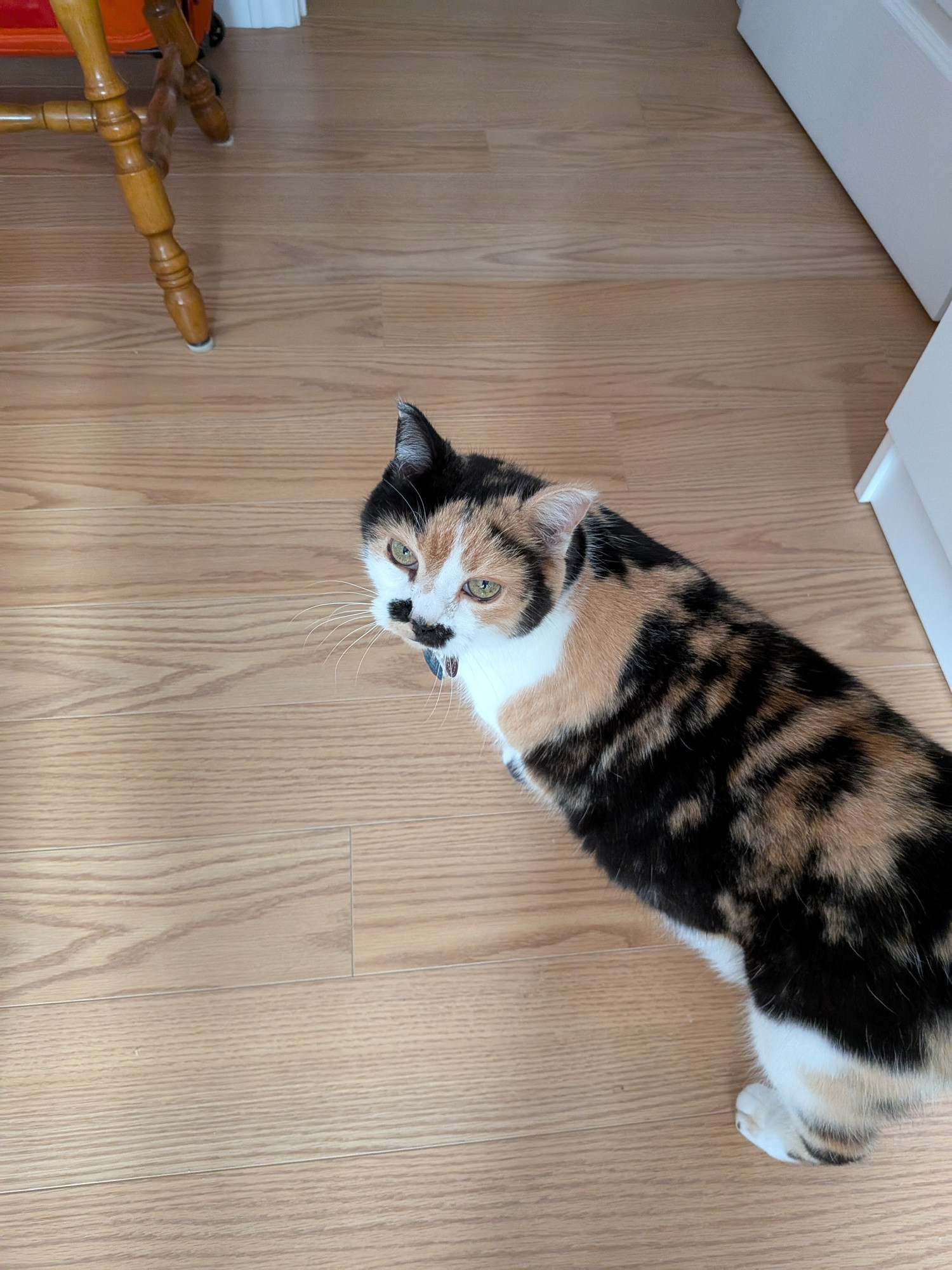 Picture of a calico cat walking and staring back at us