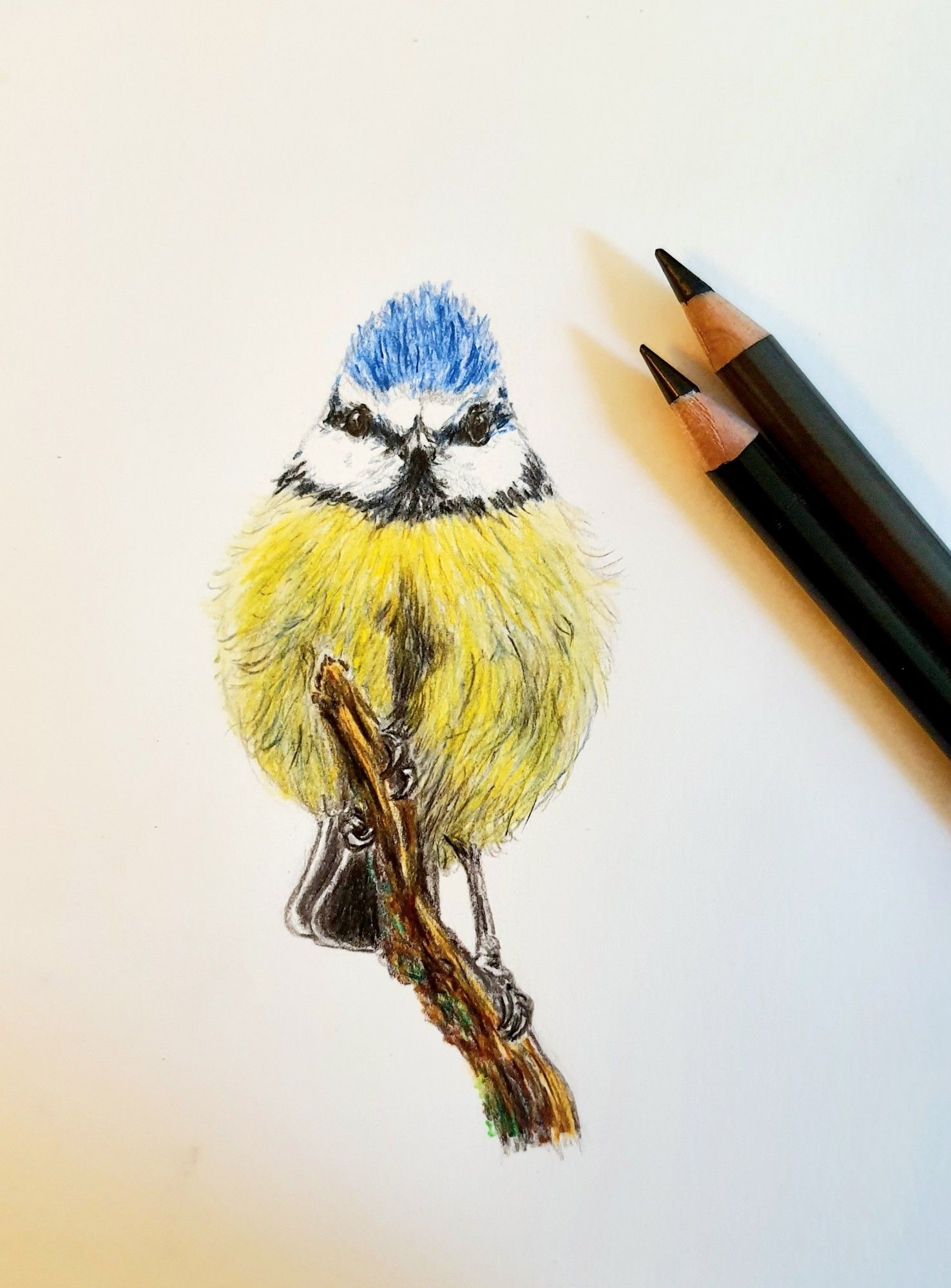 Work in progress: drawing a blue tit with coloured pencils. 3