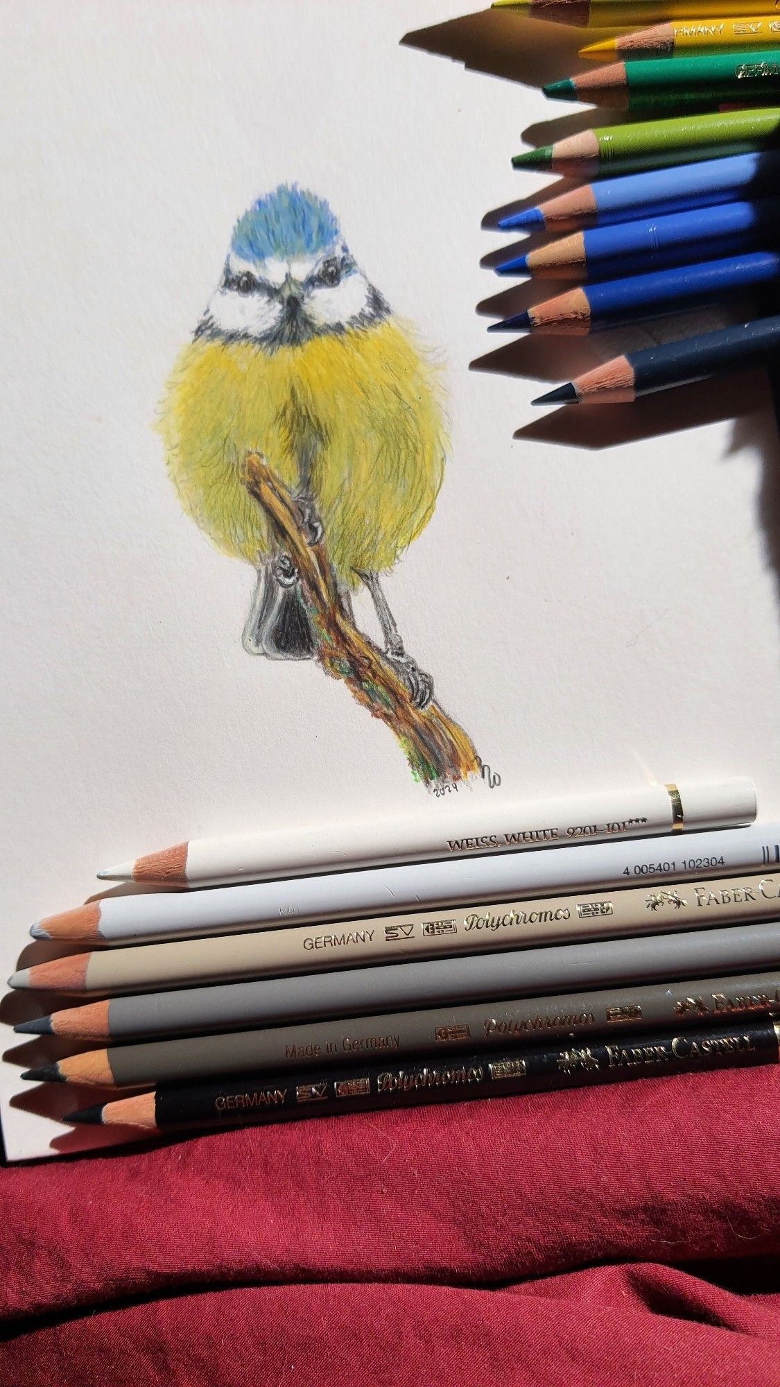 Work in progress: drawing a blue tit with coloured pencils. 4