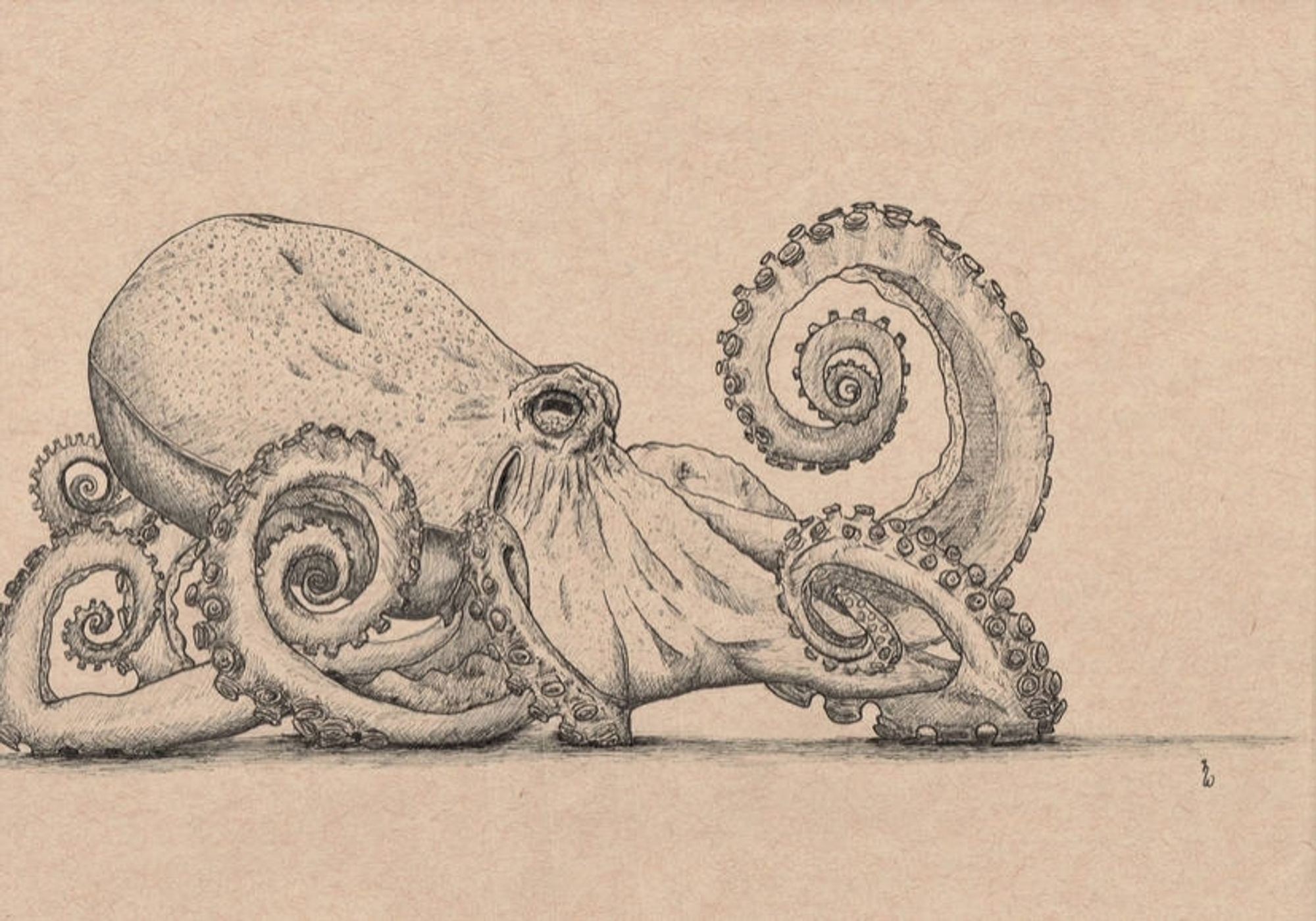 Inkdrawing: Octopus