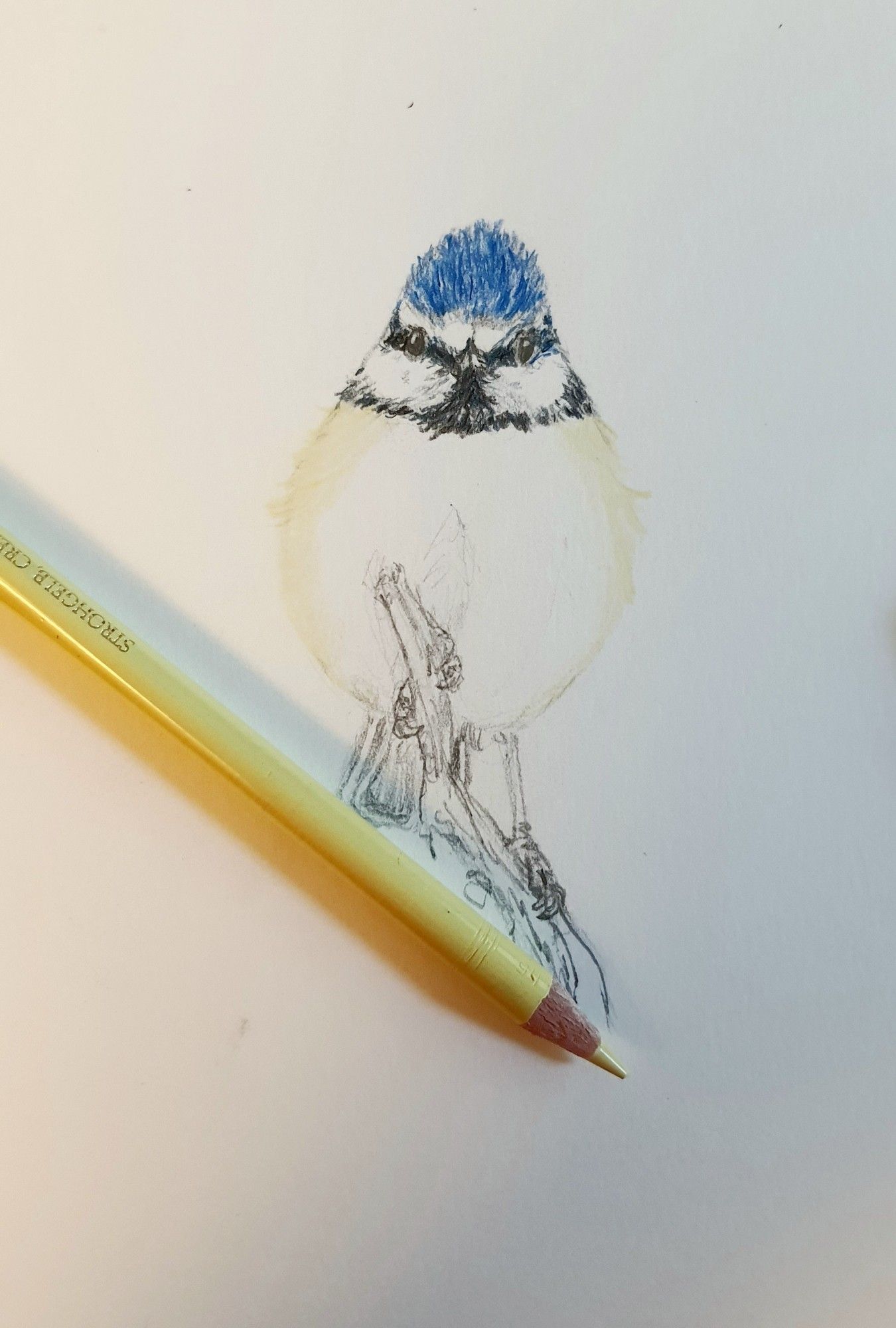 Work in progress: drawing a blue tit with coloured pencils. 1