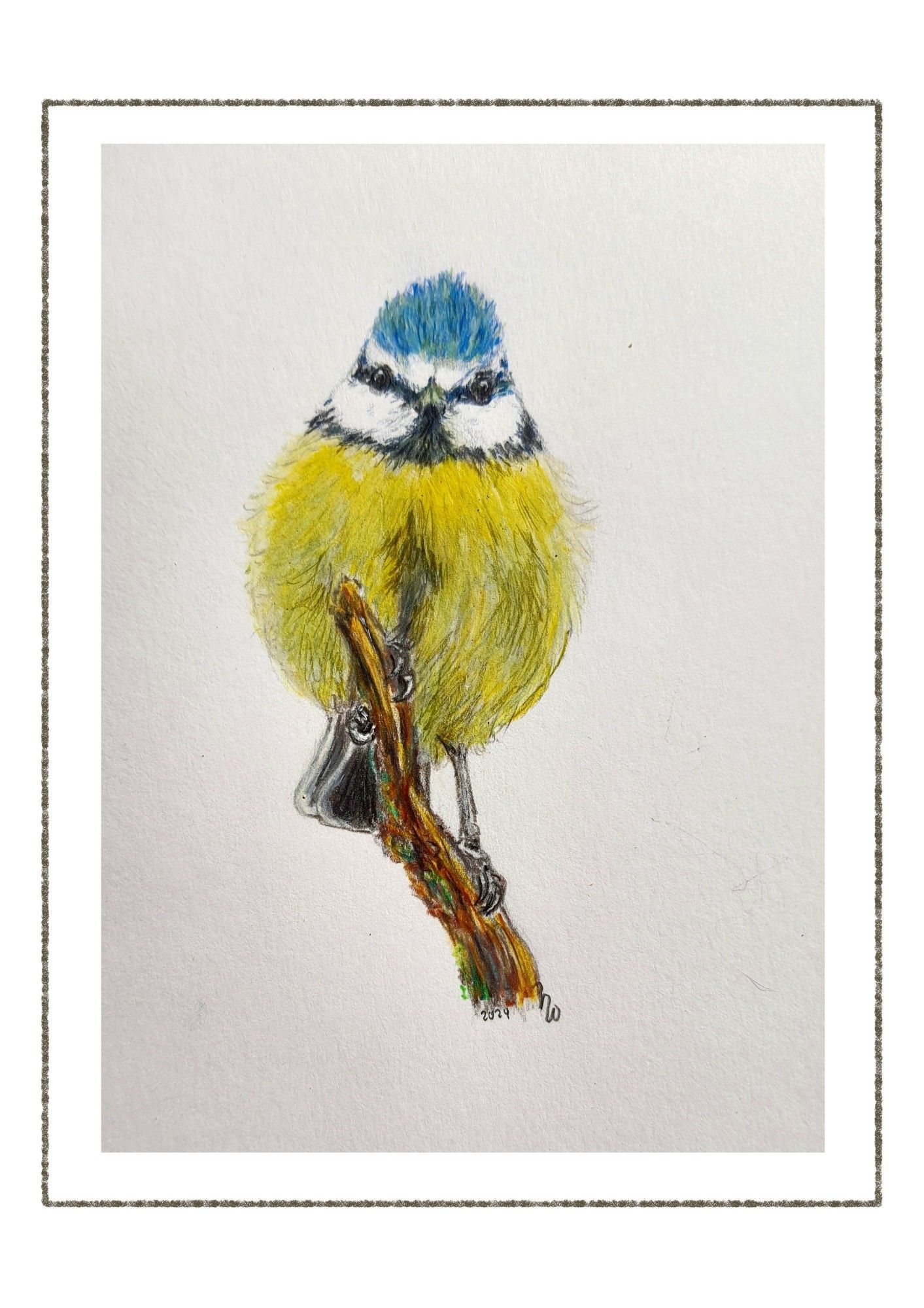 Finished coloured pencils drawing of a blue tit.