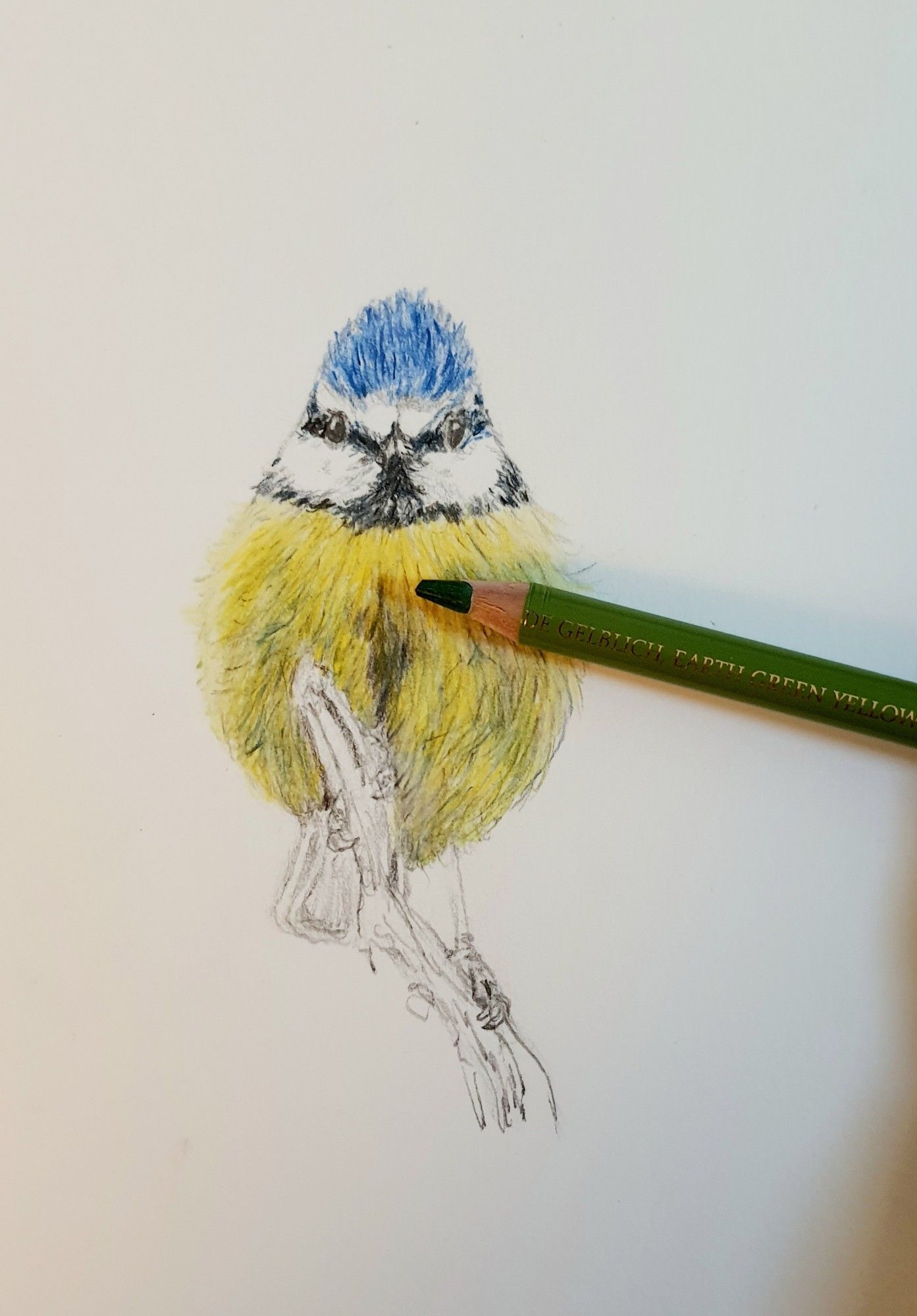 Work in progress: drawing a blue tit with coloured pencils. 2