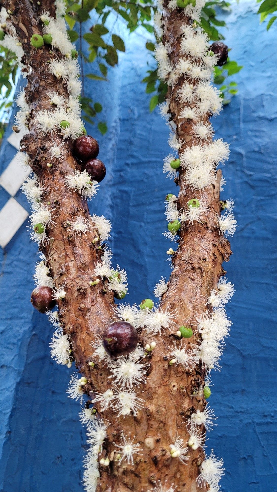 Foto de uma jabuticabeira coberta de flores brancas e alguns frutos sob um fundo azul