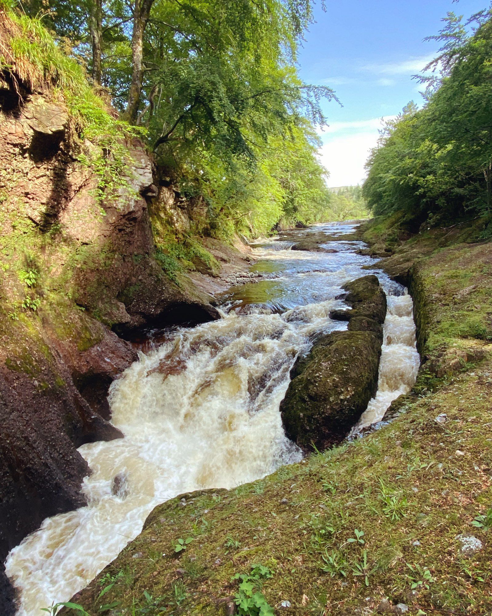 A small river drops through rocks between the trees in the sunshine