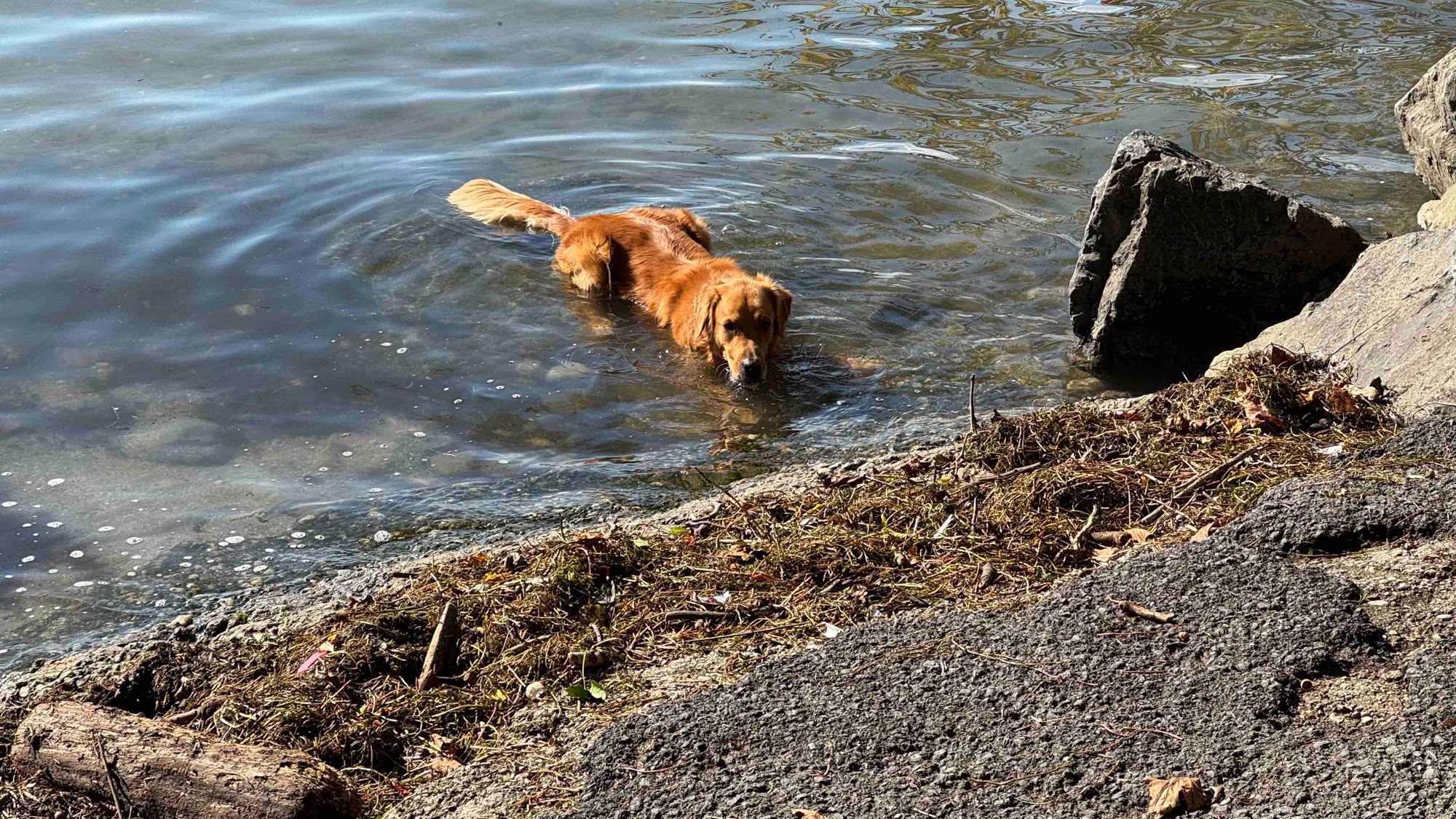 Golden retriever dans le lac Léman 