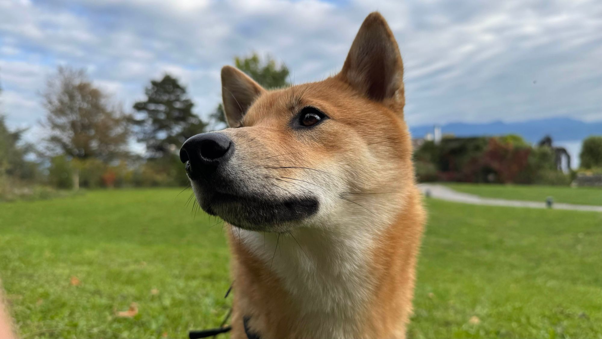 Shiba Inu pendant sa balade au parc