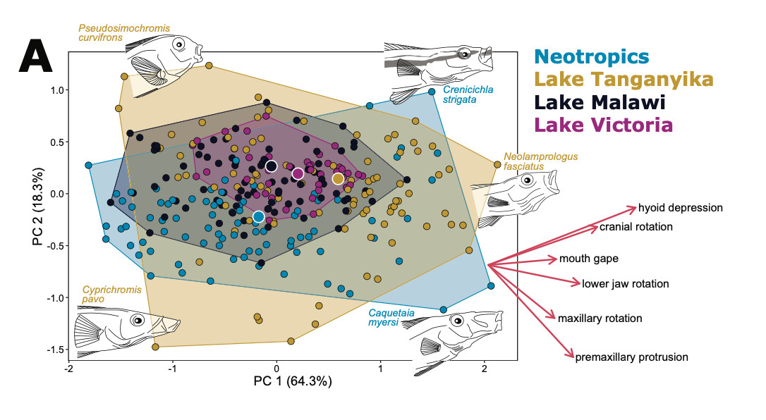 An image of a figure from the manuscript. The figure depicts a principal components analysis as a scatterplot demonstrating the axes of diversity of feeding kinematics among cichlids fishes. The Neotropical cichlids are very diverse, and access unique regions of kinematic space, while the distribution of kinematics among Lake Tanganyikan cichlids fully encompasses the younger radiation of Lake Malawi cichlids, and likewise, the distribution of kinematics of Lake Malawi cichlids fully encompasses the younger radiation from Lake Victoria.