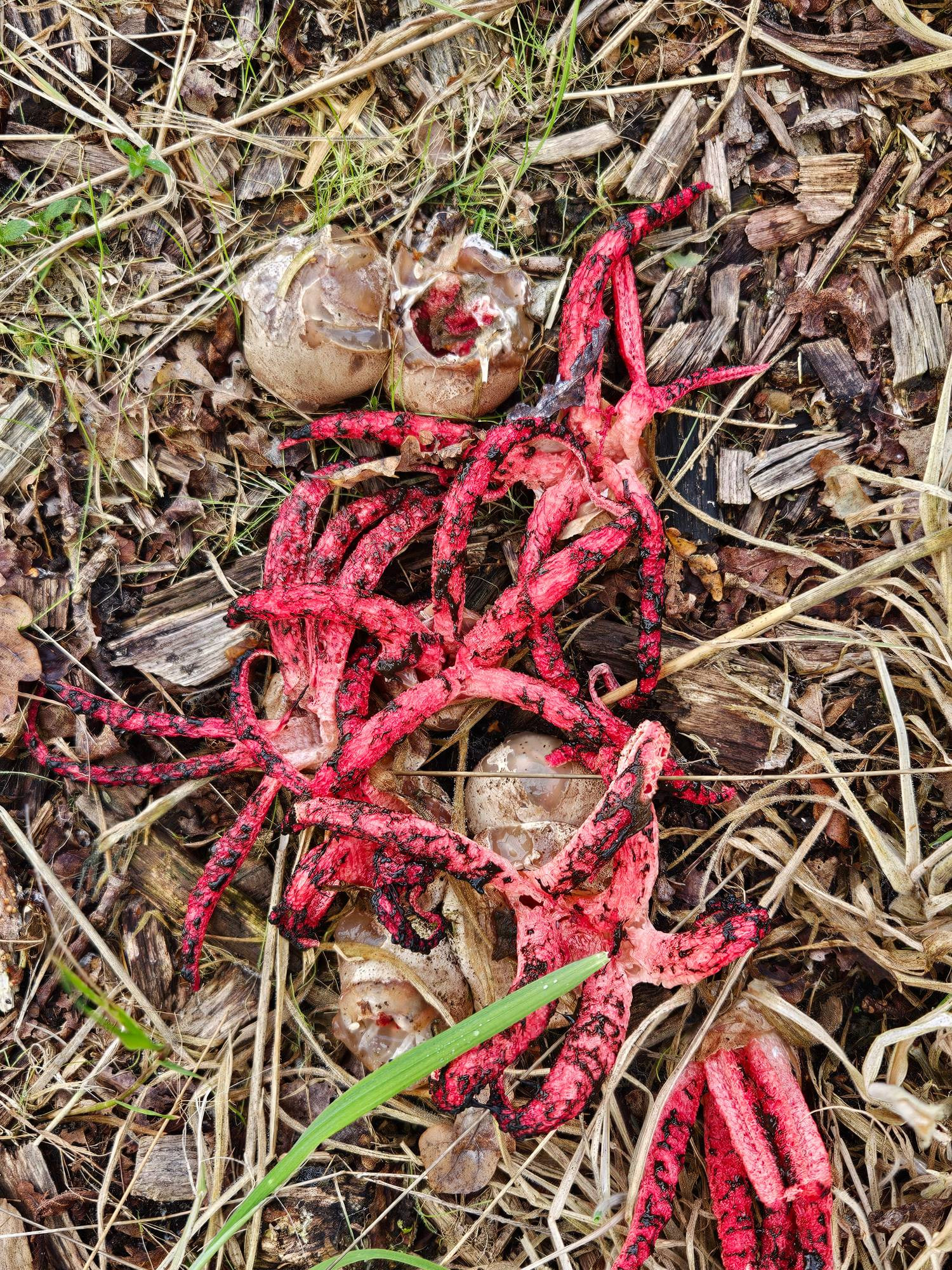 Groepje rode inktviszwammen van 20 cm per stuk,  rood met op de tentakels klodders zwarte sporen. Ook nog een stel beige eieren waar de zwammen zeer binnenkort uit zullen komen. Alles groeit op versnipperd hout, wat daar nog deels in de grond zit.