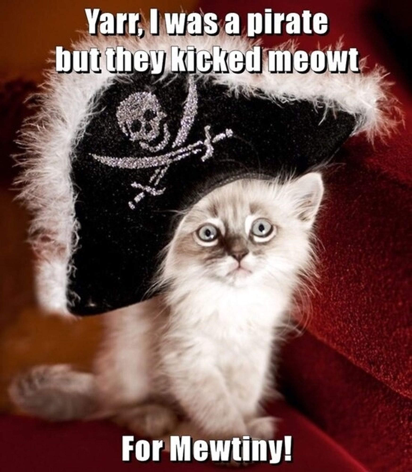 Fluffy kitten wearing a pirate hat. Caption 'Yarr, I was a pirate but they kicked meowt, for mewtiny'