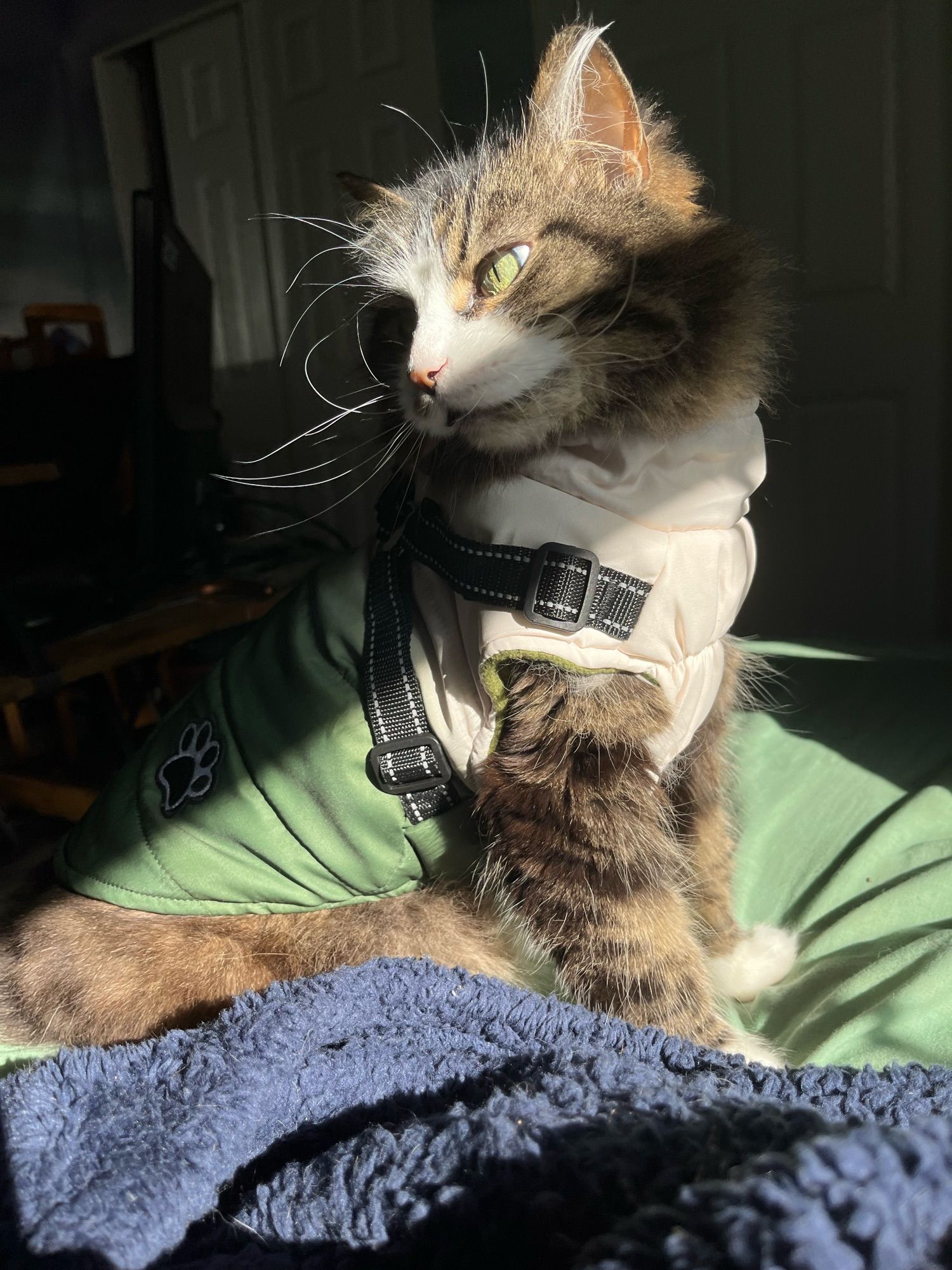 Photo of a cat in a harness bathed in partial sunlight