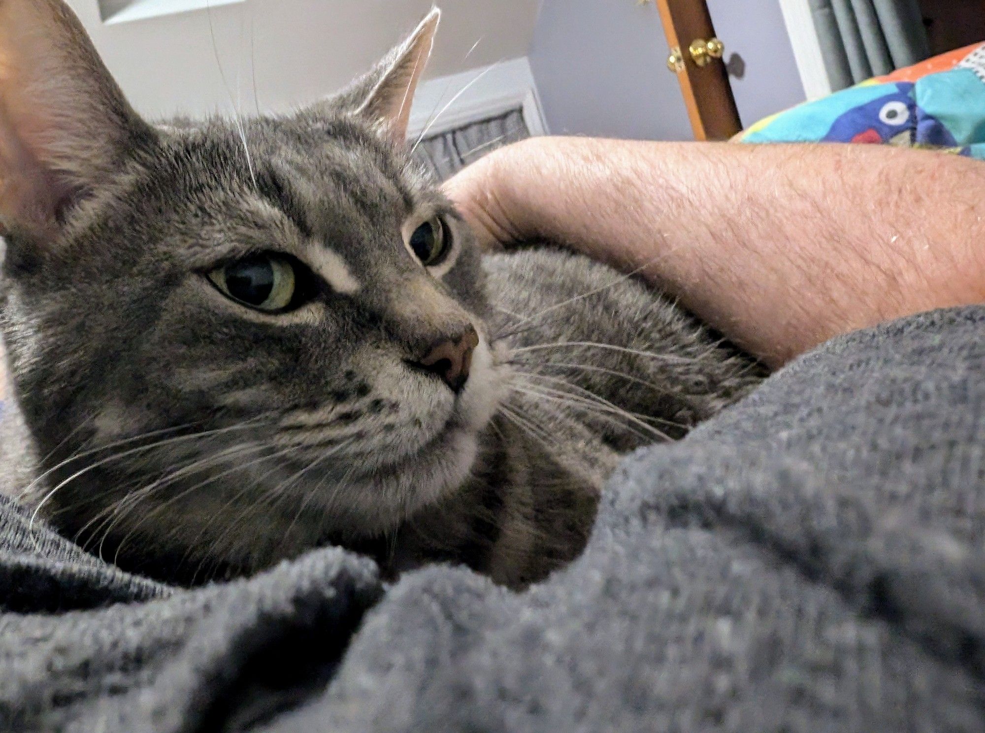 A tabby cat lays in the crook of my elbow