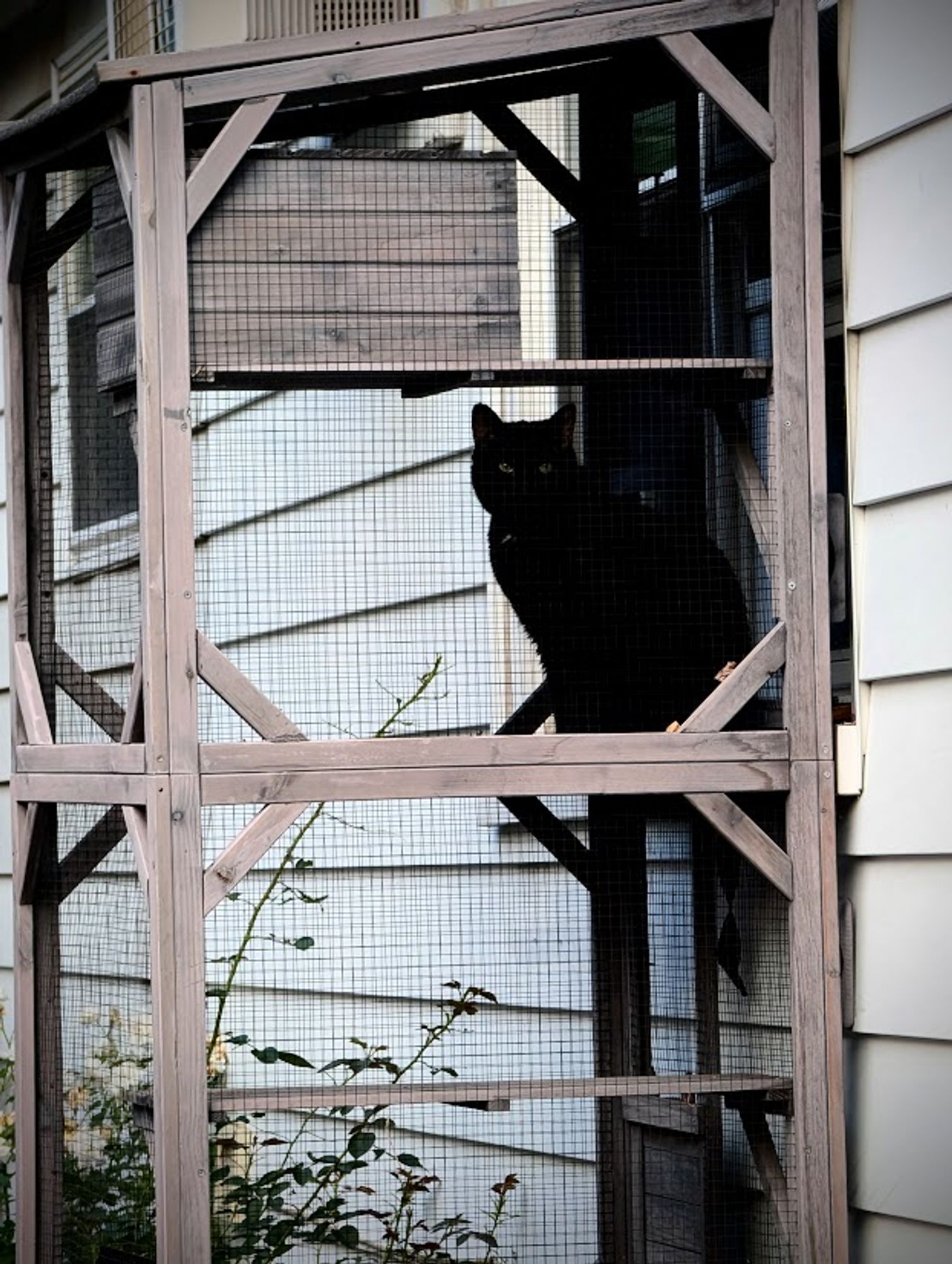 Black cat in an outdoor enclosure attached to house window.