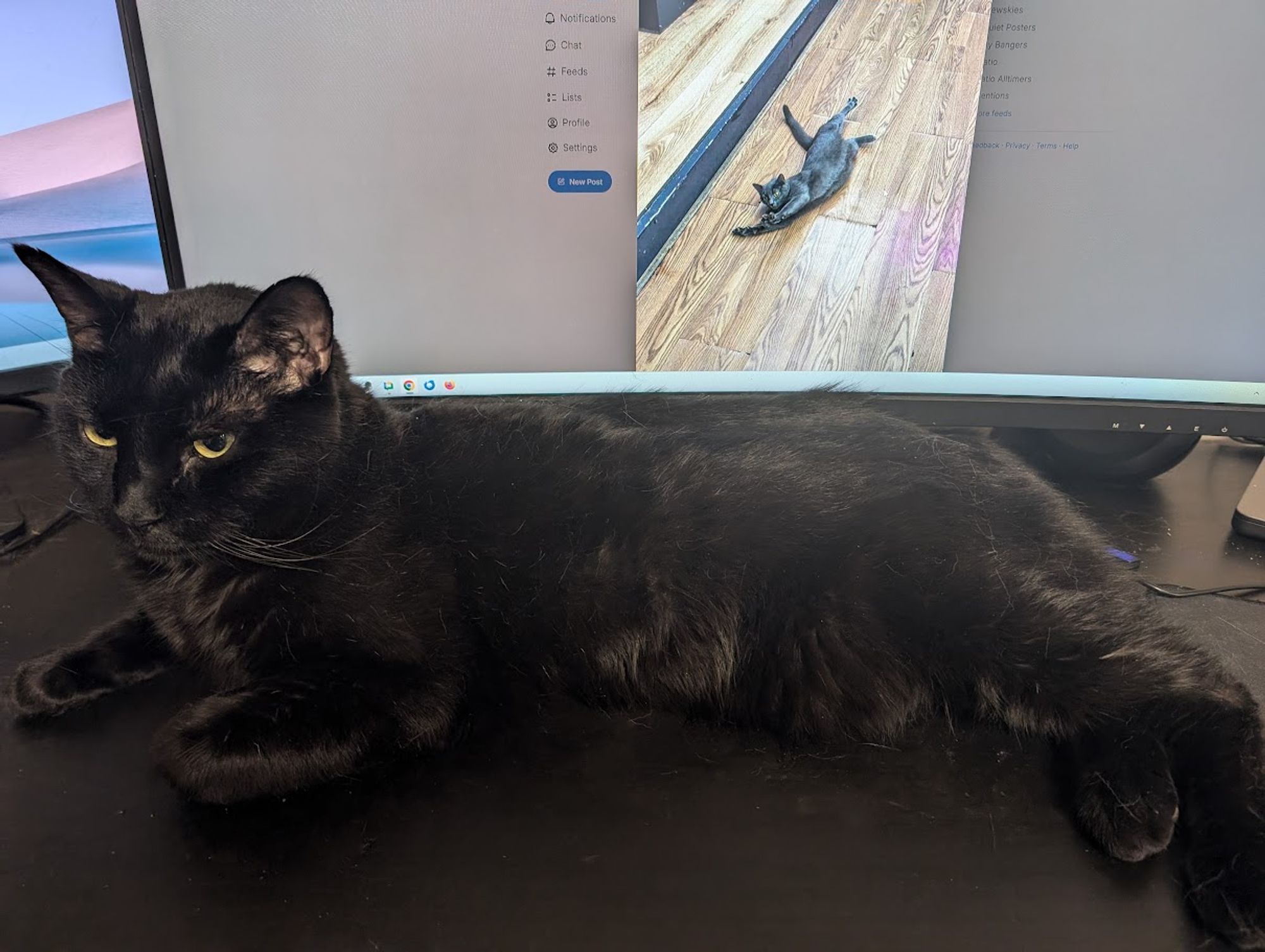 Black cat lying in front of monitor showing a black cat from Bodega Cats.