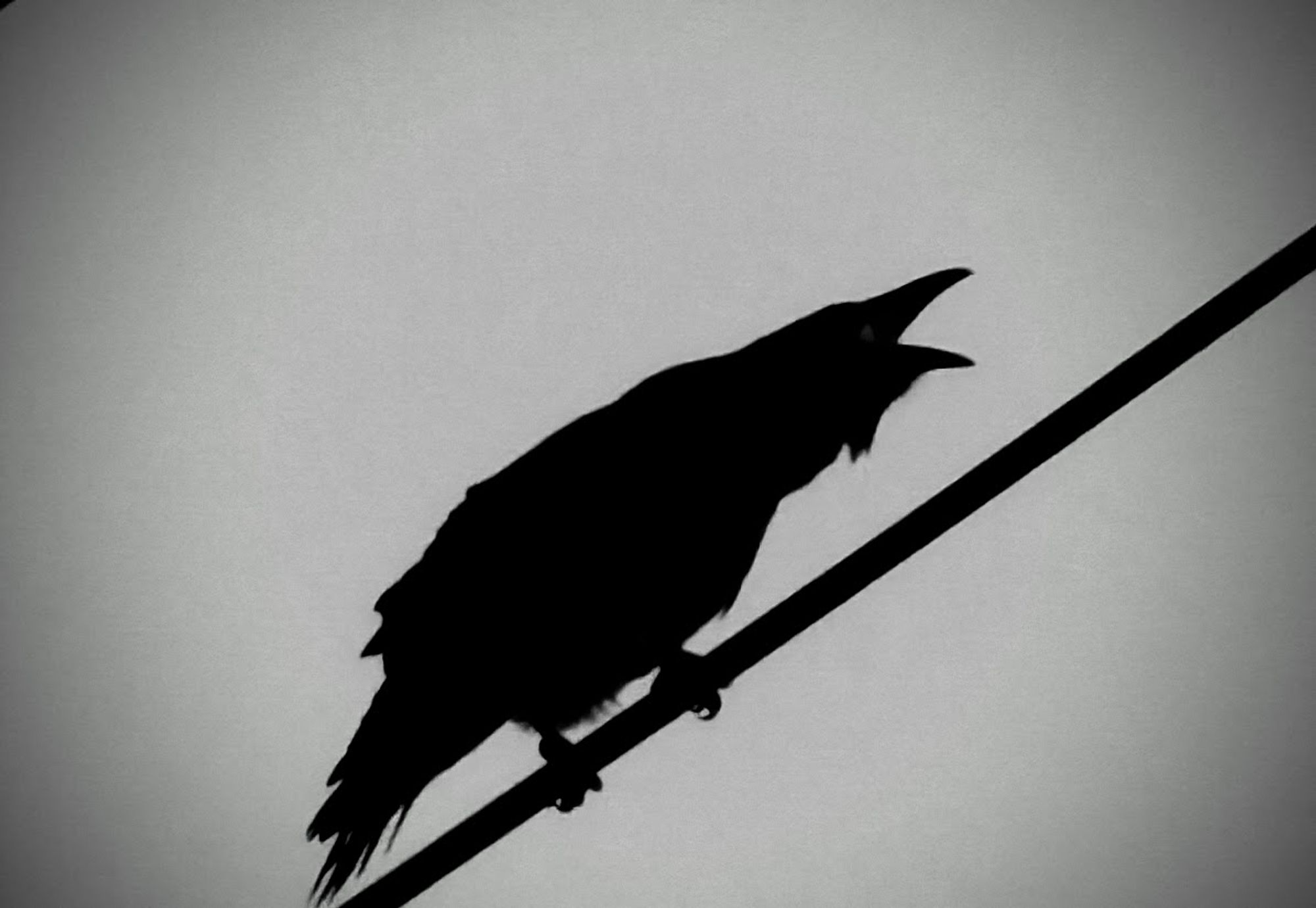 The image shows the silhouette of a crow perched on a wire against a grey sky. The crow's beak is open, it's cawing.