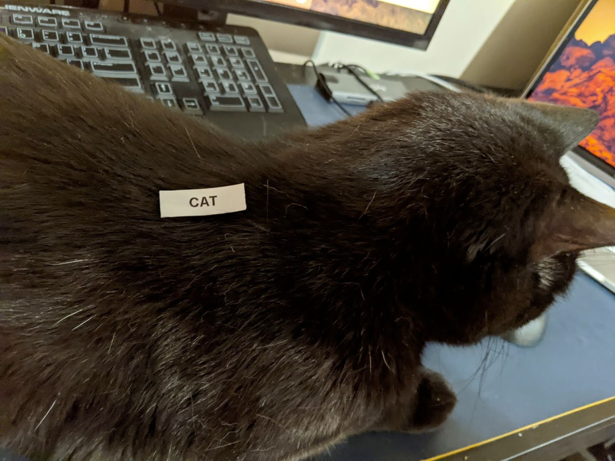 Black cat with a label "CAT" on him.