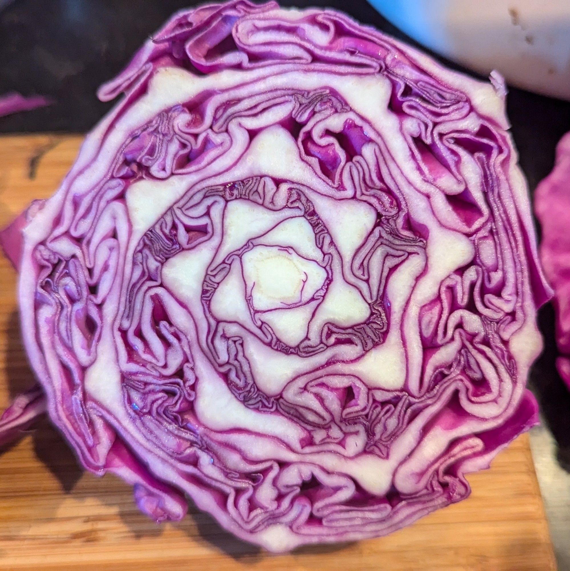 Cross section of a red cabbage, showing an intricate spiral pattern