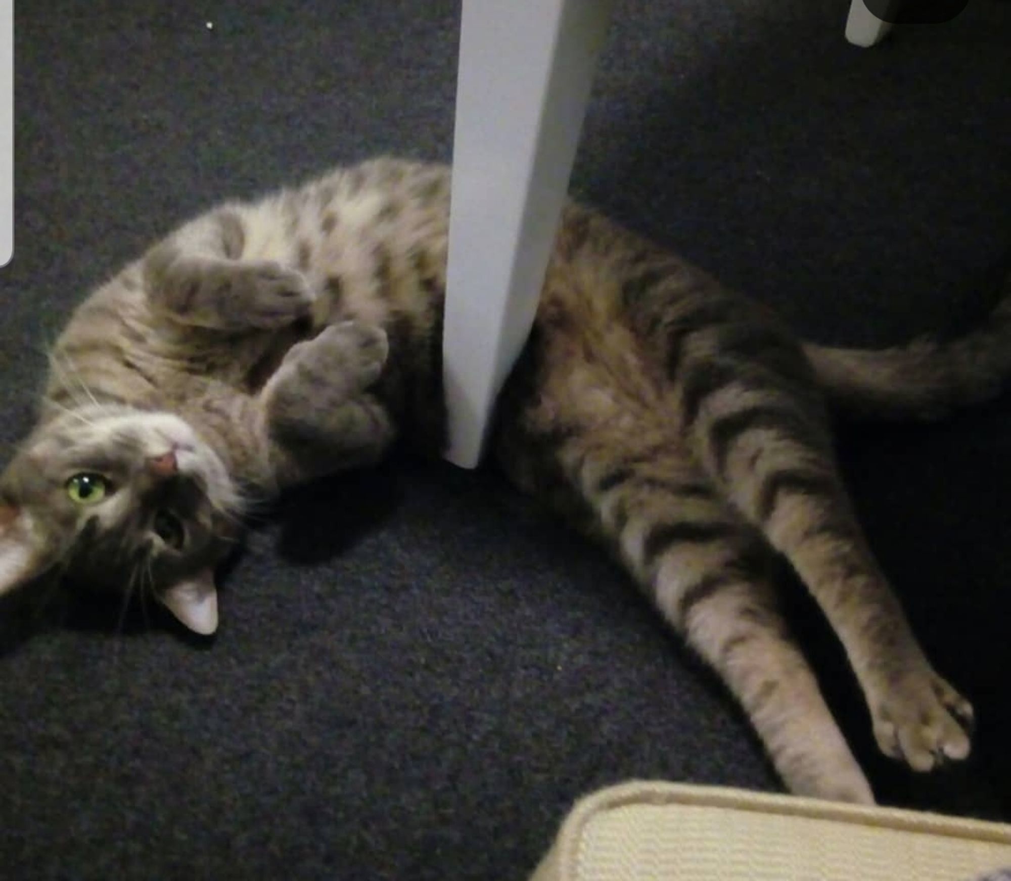 A female, grey-tabby cat lying supine on a black carpet, her body partly wrapped around a white chair leg. Her forelegs are raised in a dainty posture. So demure.