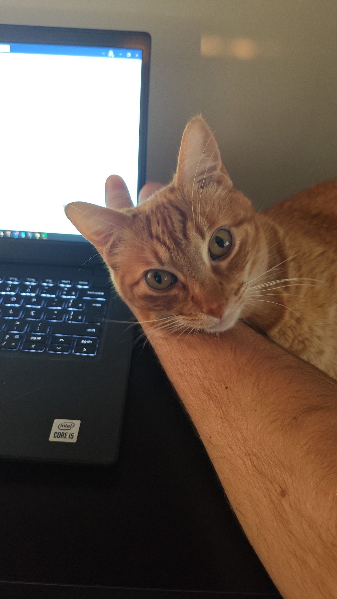 Um gato laranja deitado no braço de seu dono enquanto o dono trabalha no notebook