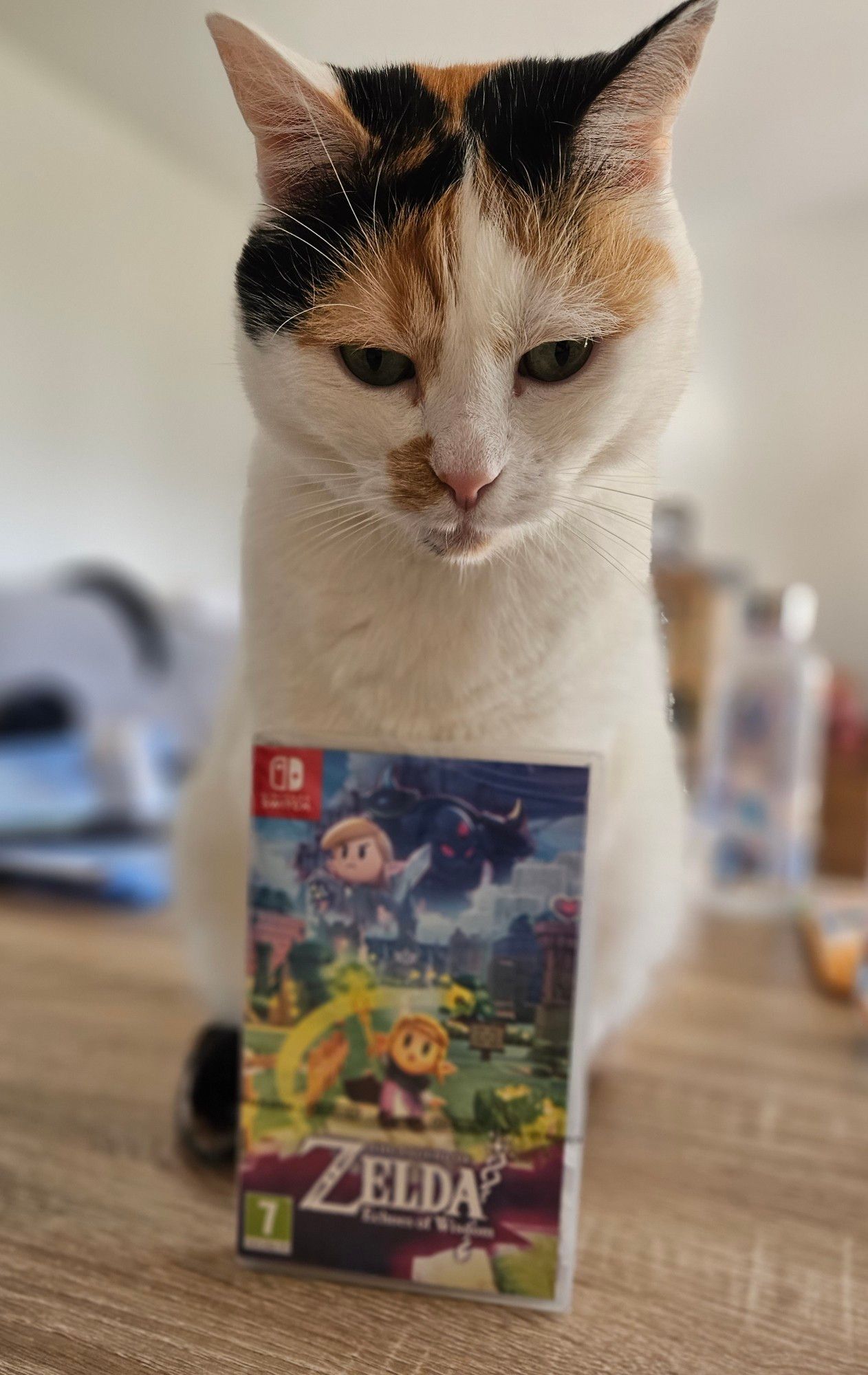 Nouveau jeu switch zelda echos of wisdom et chat tricolore qui fait la tronche