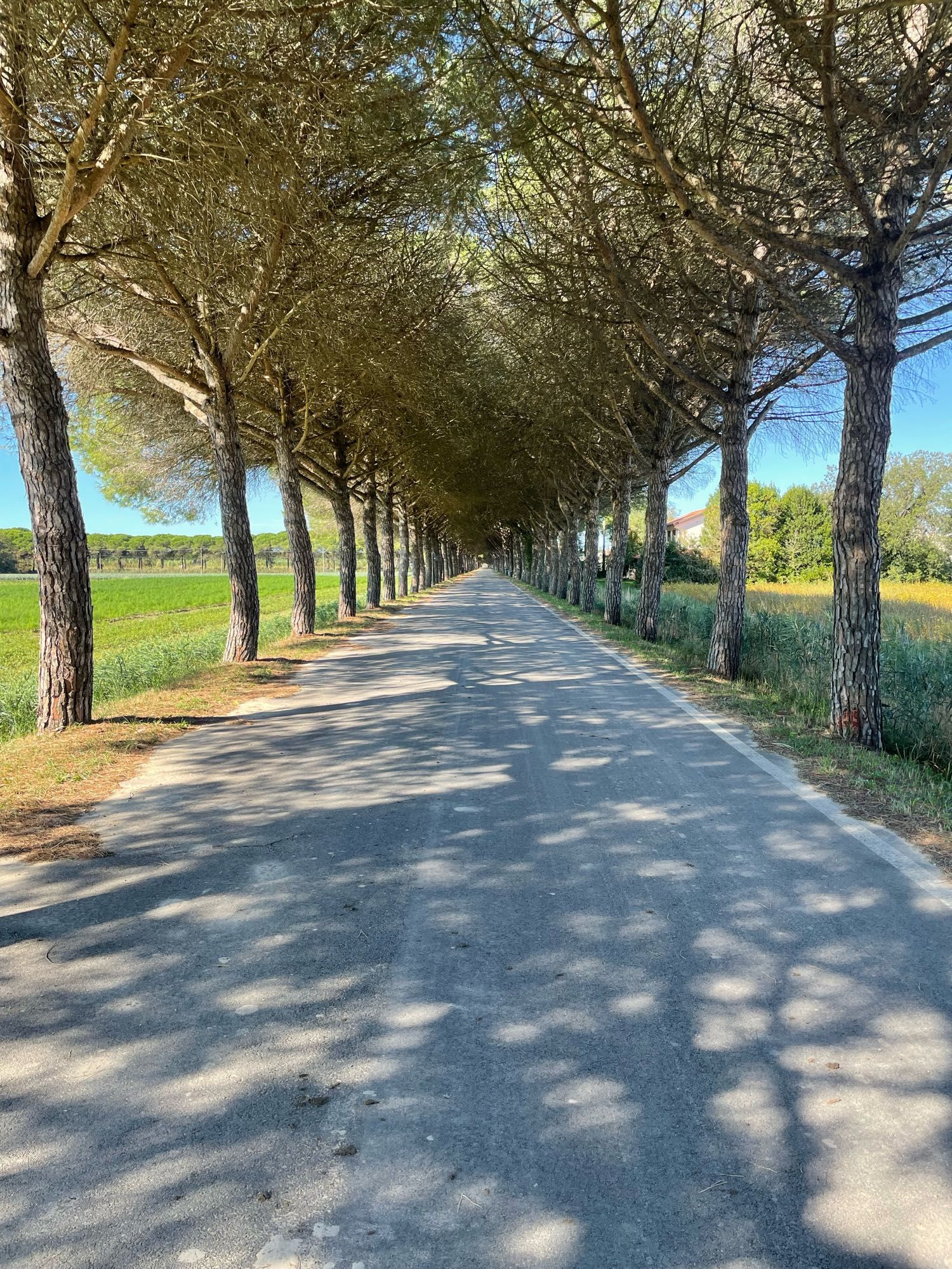 Allee in Venezien