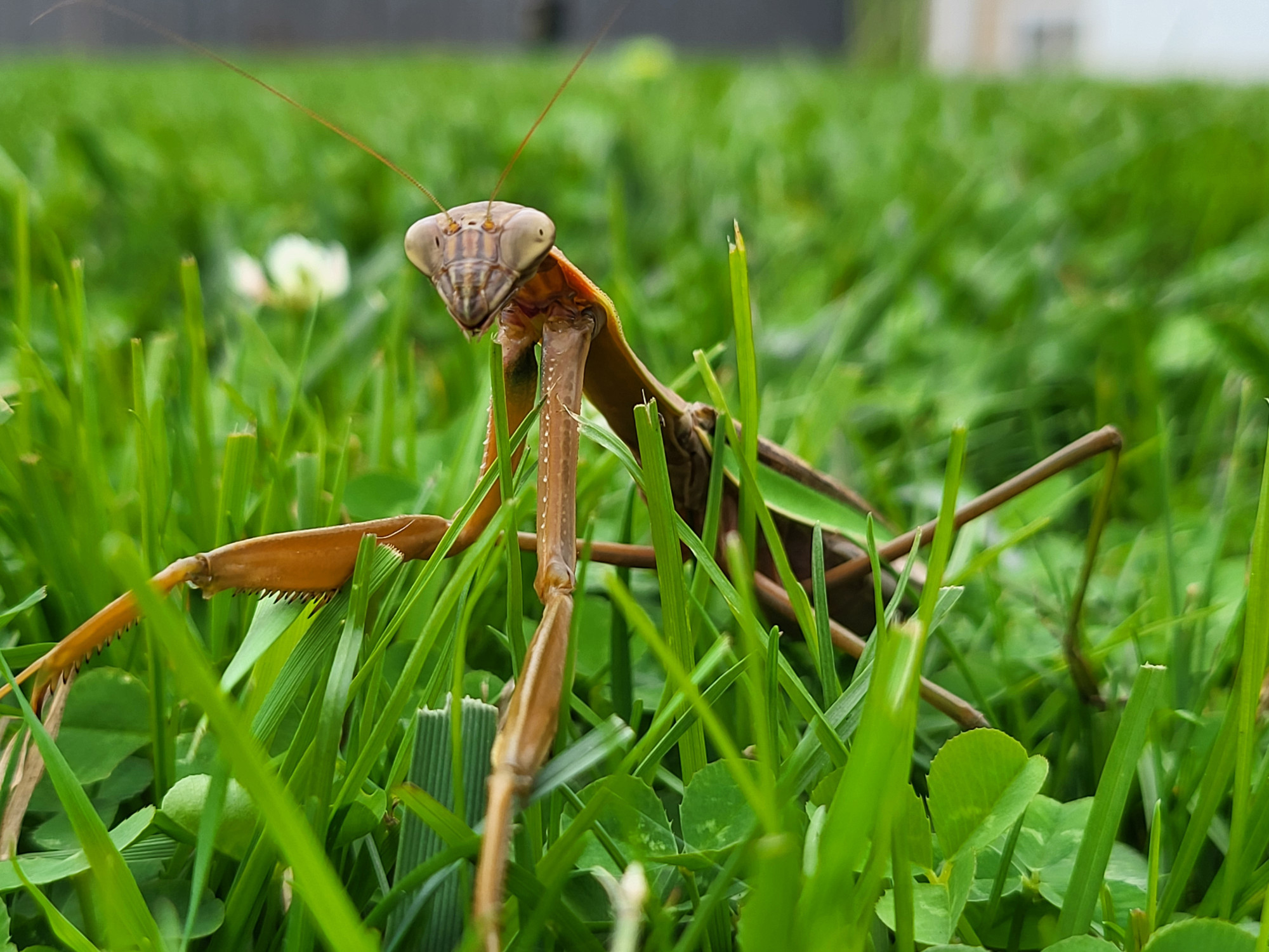 Closeup of a praying mantis on a grass lawn.