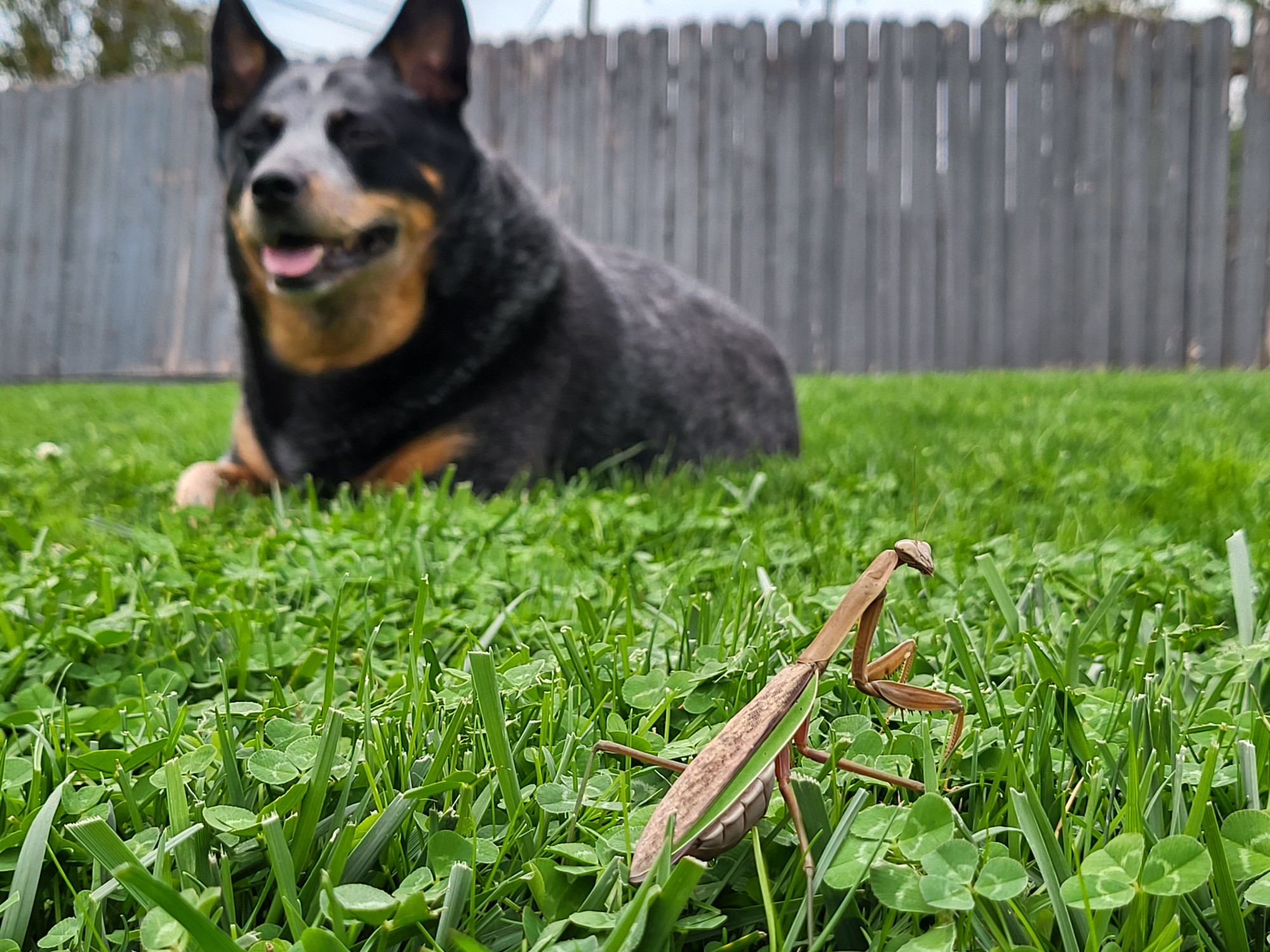 A praying mantis on a grass lawn. A blue heeler rests on the lawn behind it.